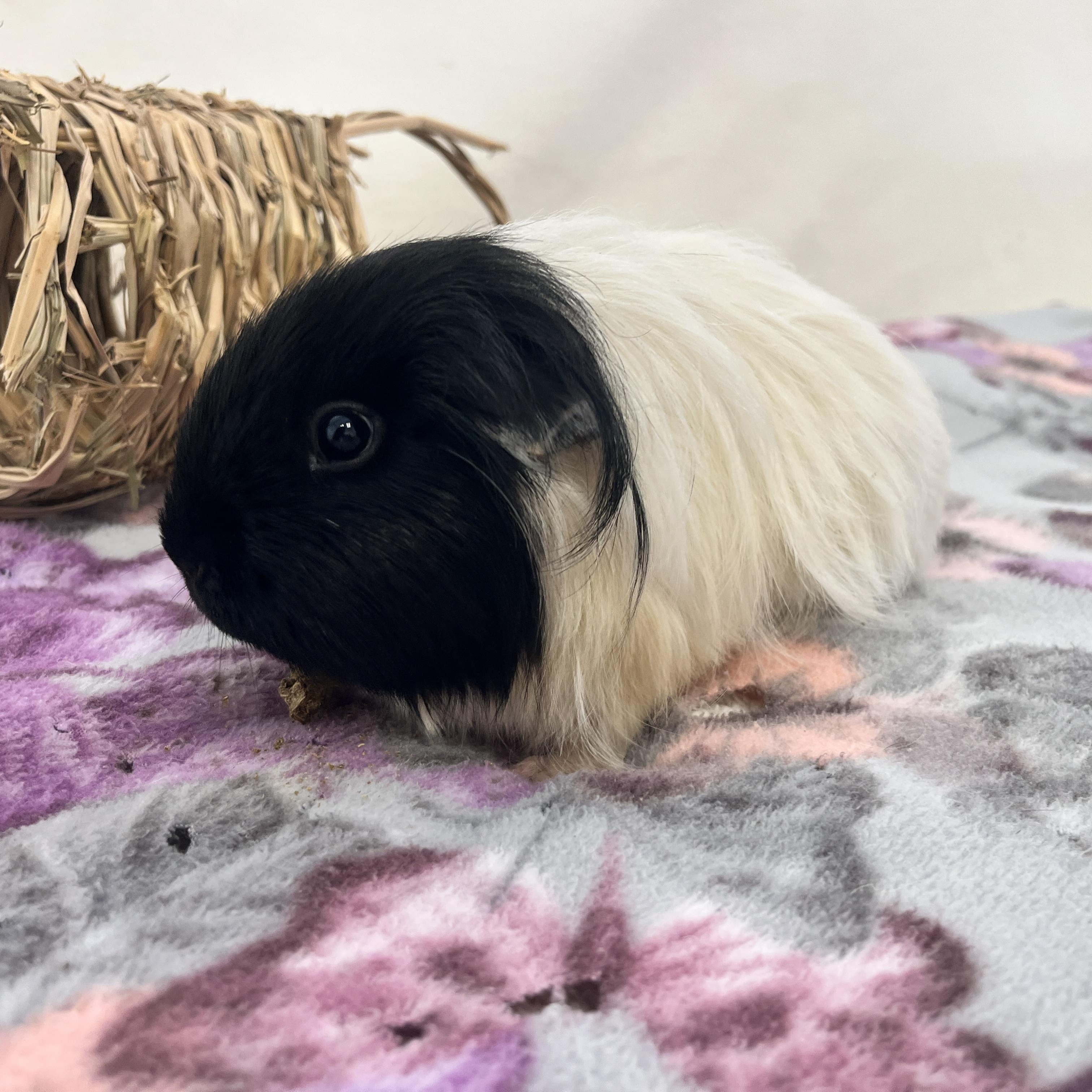 Enlarge Gypsy, a ADOPTABLE Abyssinian in Oakland, CA image 6/6