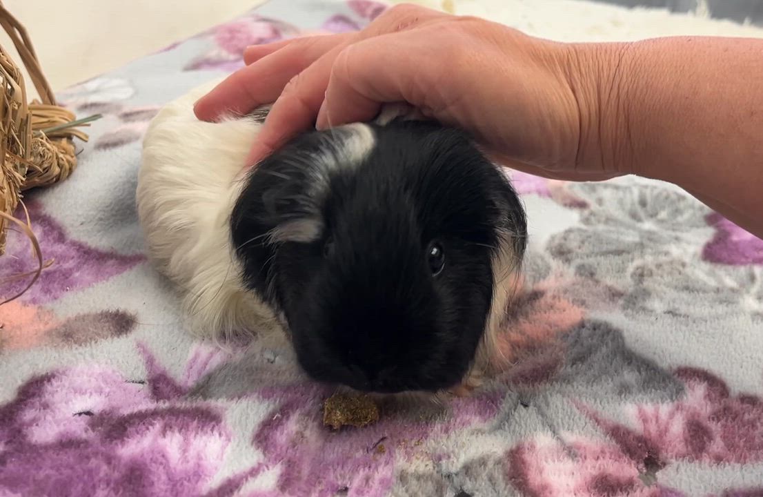 Enlarge Gypsy, a ADOPTABLE Abyssinian in Oakland, CA video 3/6