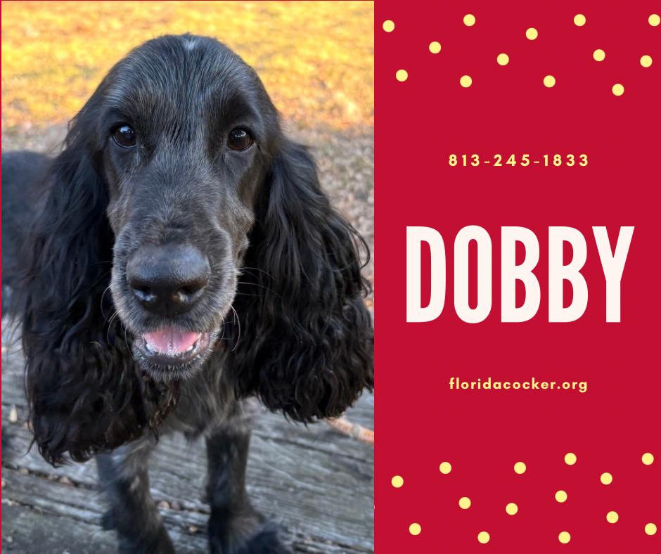 Enlarge Dobby, a ADOPTABLE English Cocker Spaniel in Land O Lakes, FL image 1/1