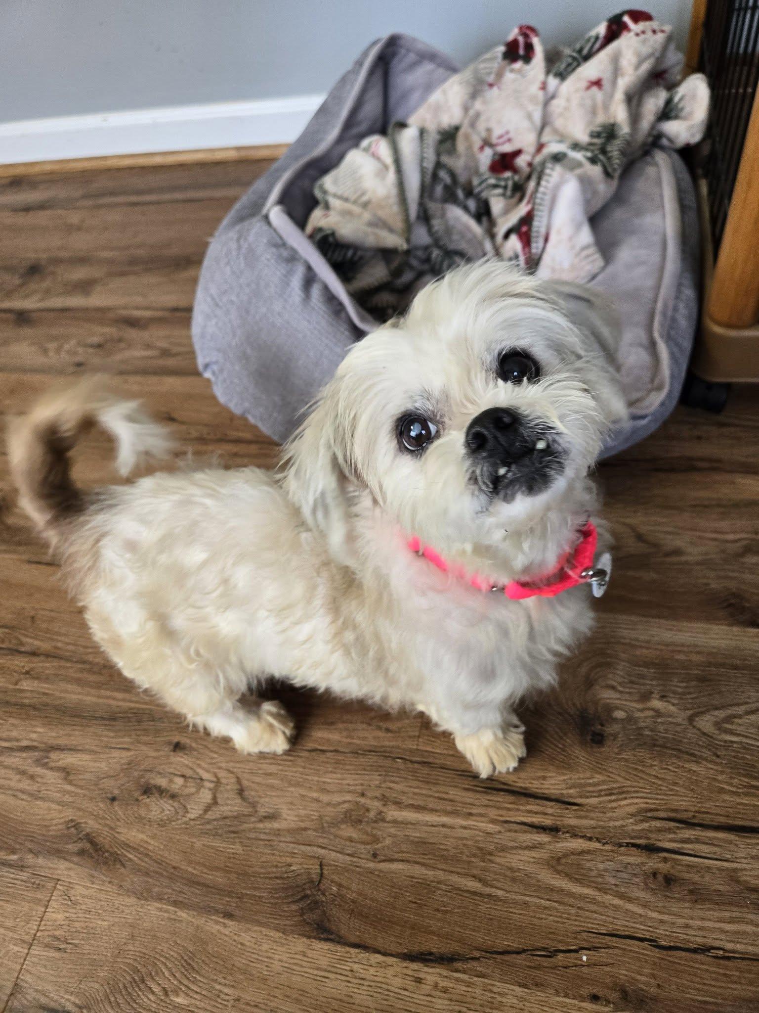 Gidget (Bonded w/Prince), adoptable, Adult Female Lhasa Apso & Shih Tzu.