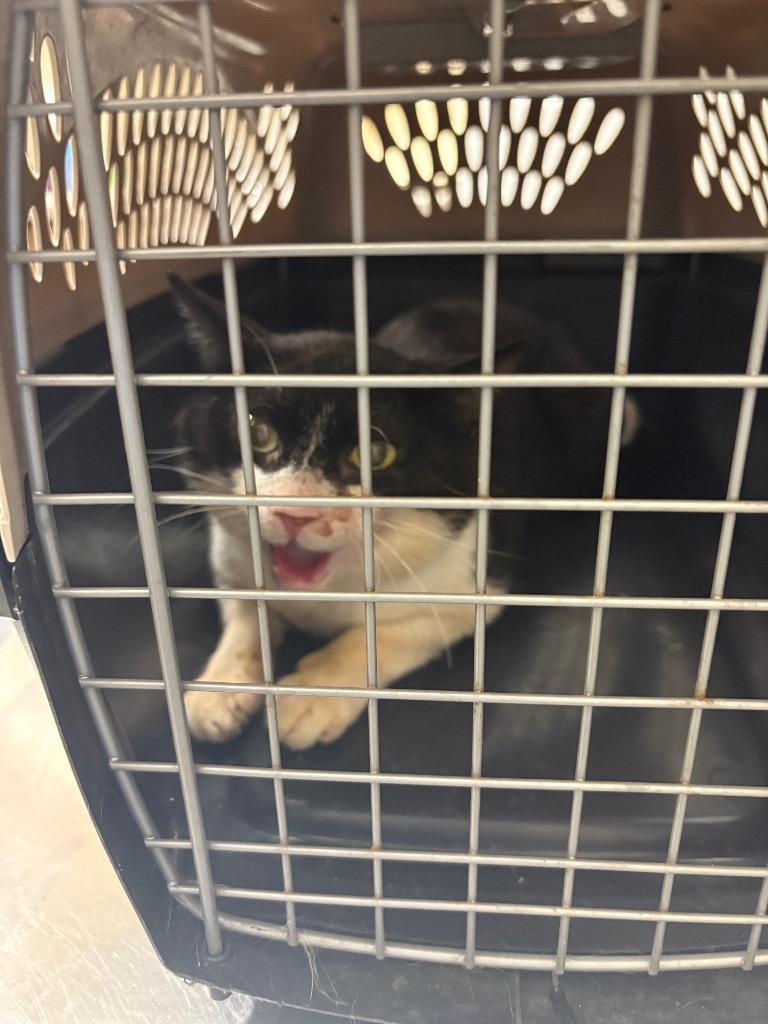 2025-07-052, Adopted, Young Female Domestic Short Hair.