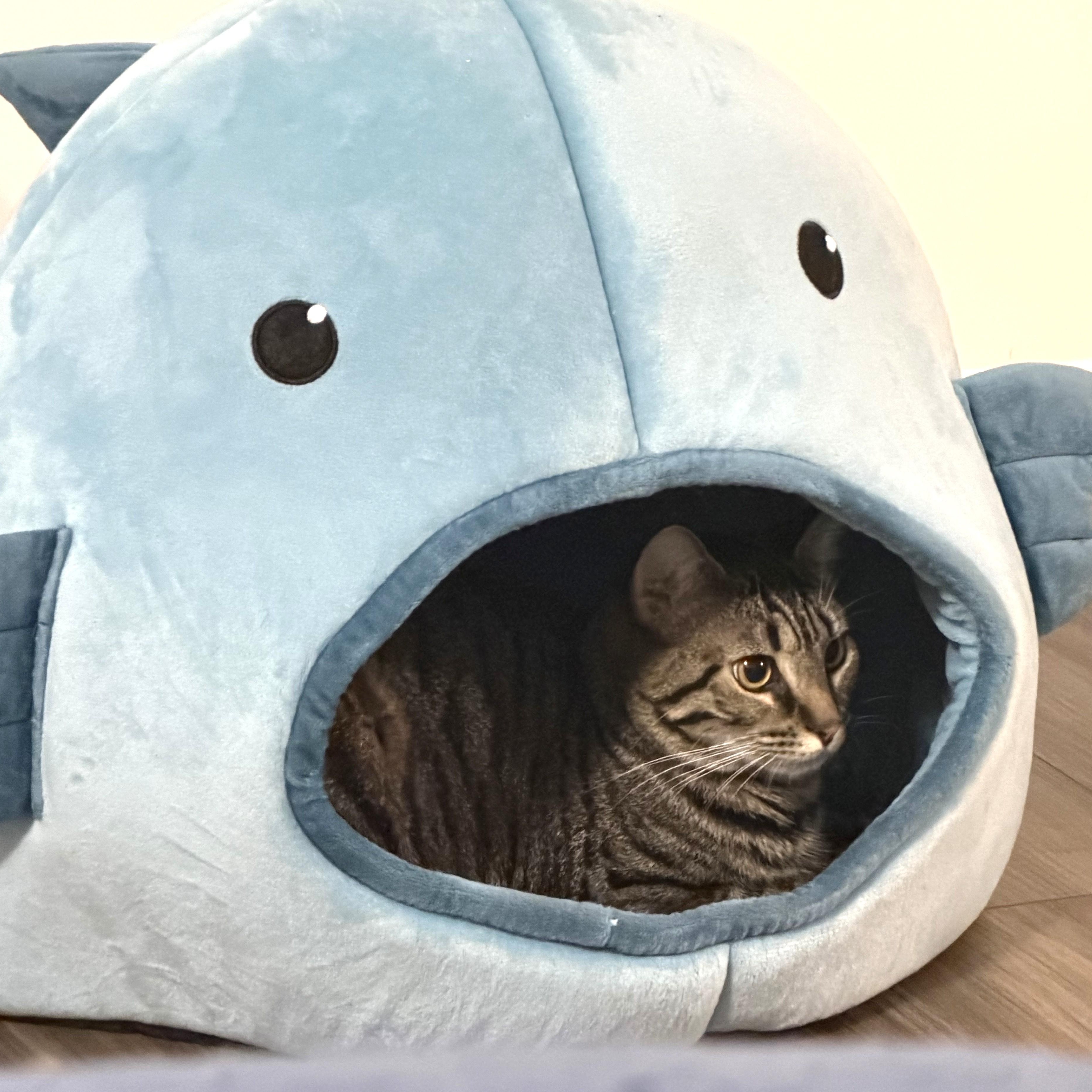 Enlarge Pixie, a Adoptable Domestic Short Hair in Beaufort, SC image 5/6