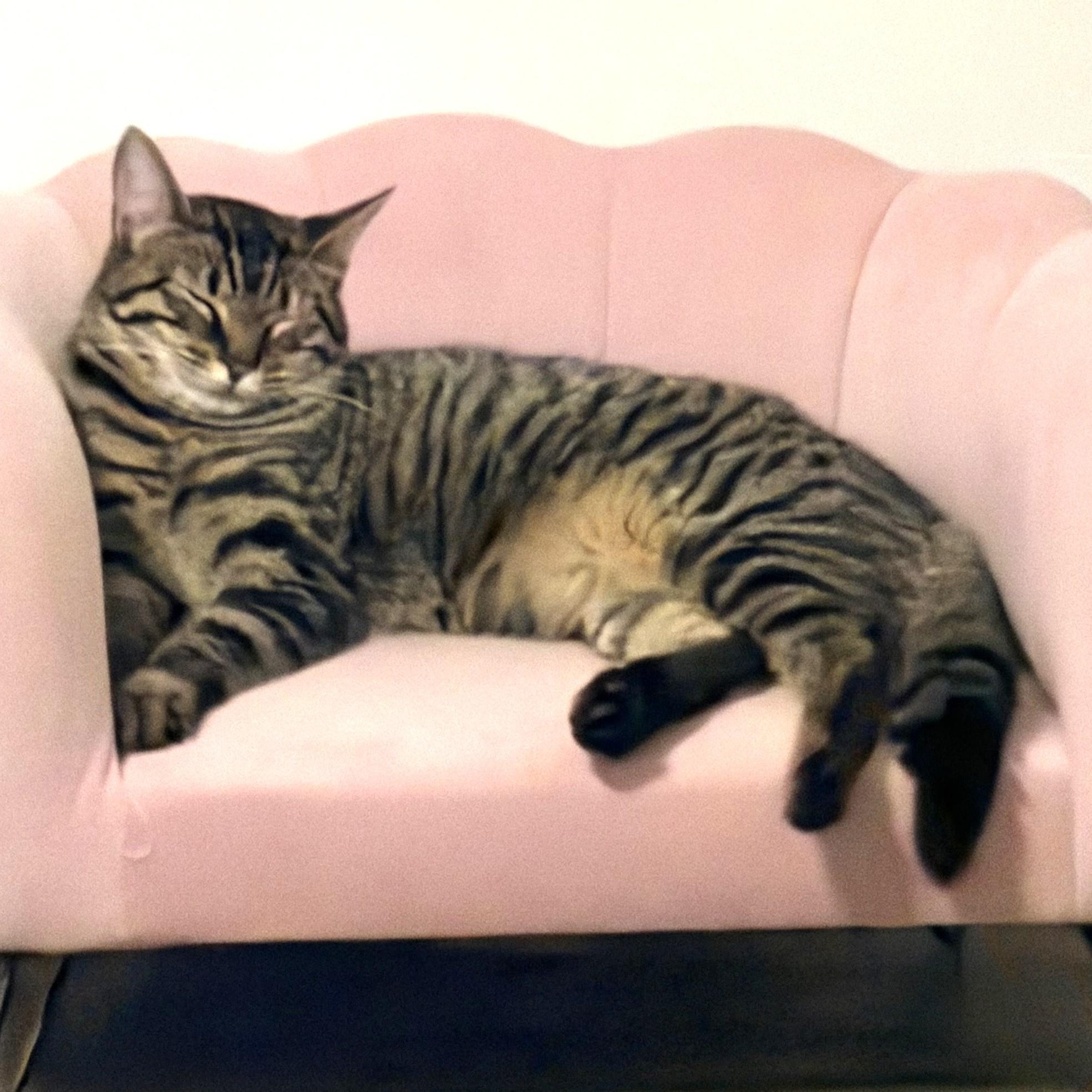 Enlarge Pixie, a Adoptable Domestic Short Hair in Beaufort, SC image 3/6