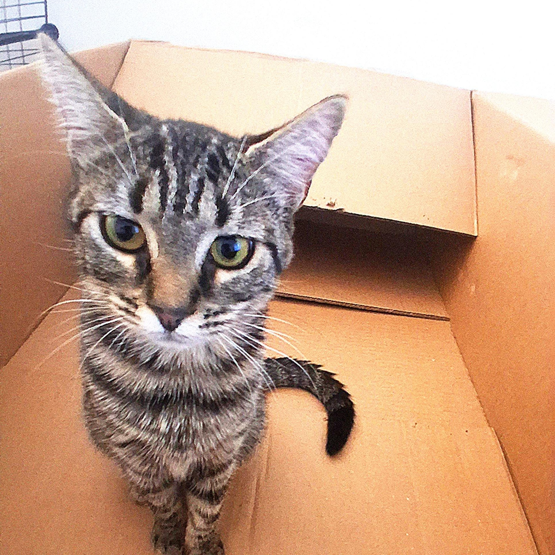 Enlarge Pixie, a Adoptable Domestic Short Hair in Beaufort, SC image 2/5