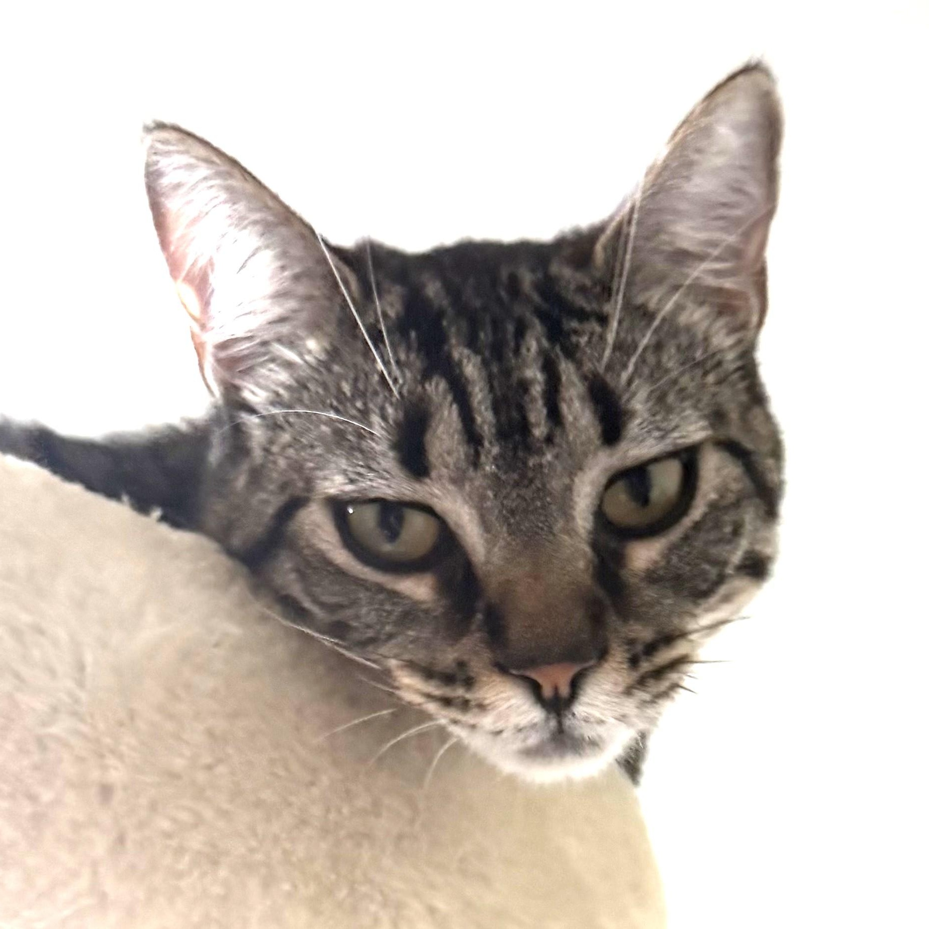 Pixie, Adoptable, Kitten Female Domestic Short Hair.