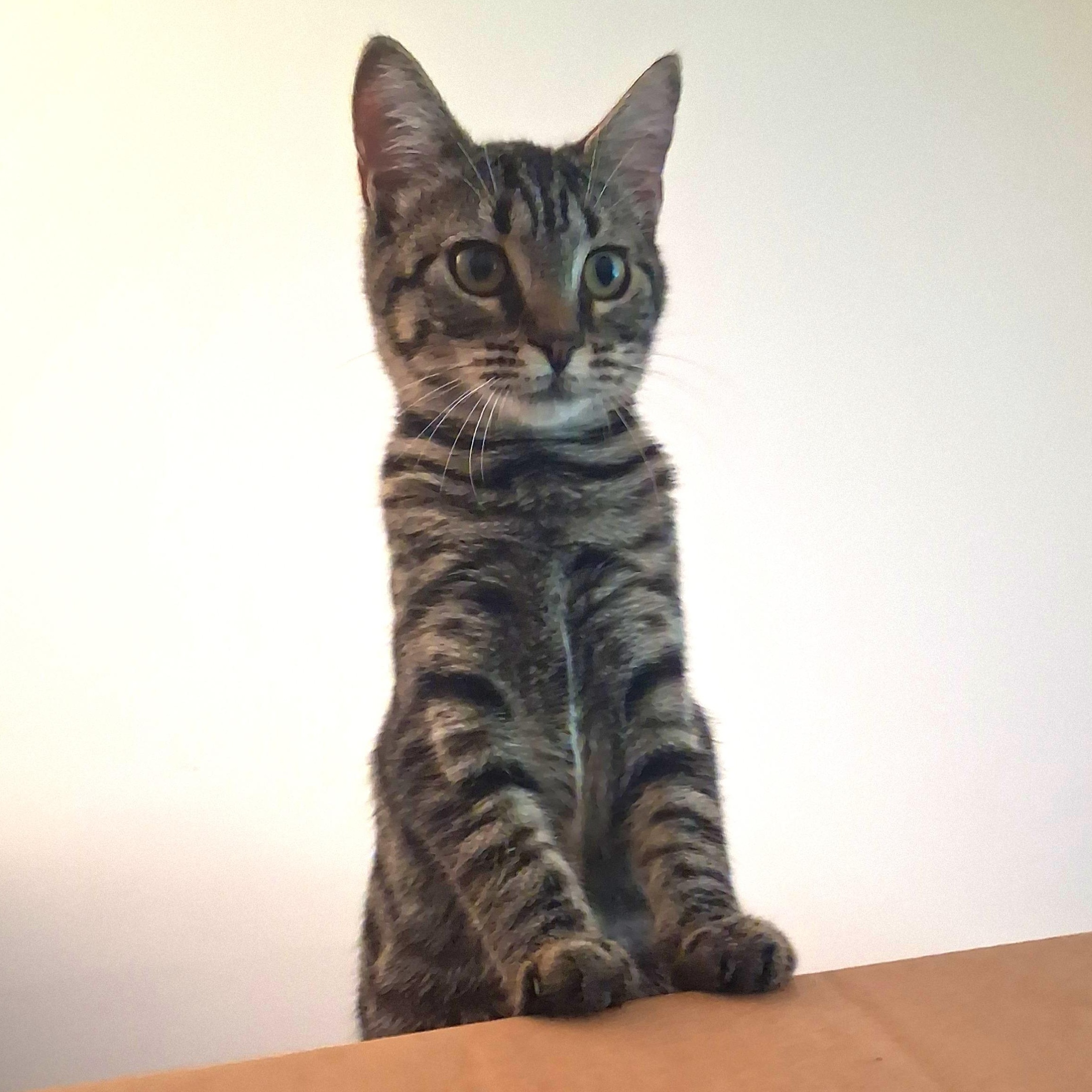 Enlarge Pixie, a Adoptable Domestic Short Hair in Beaufort, SC image 3/5