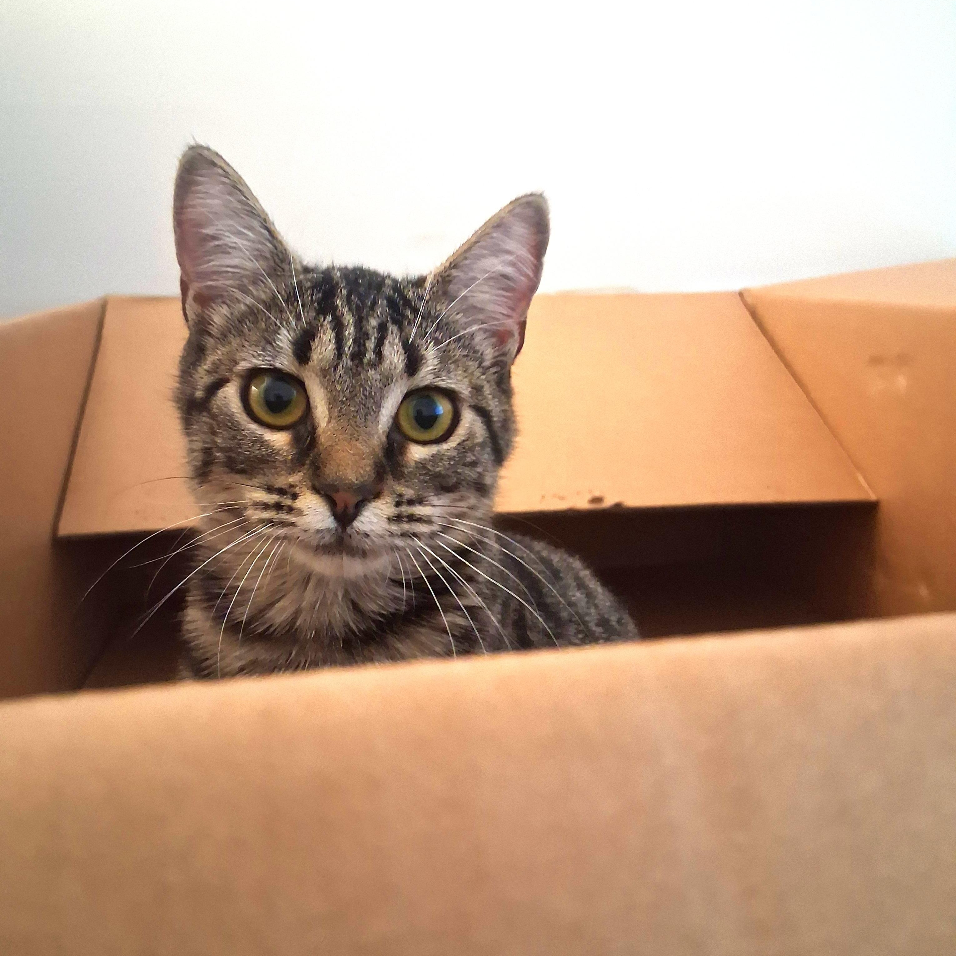 Enlarge Pixie, a Adoptable Domestic Short Hair in Beaufort, SC image 1/5