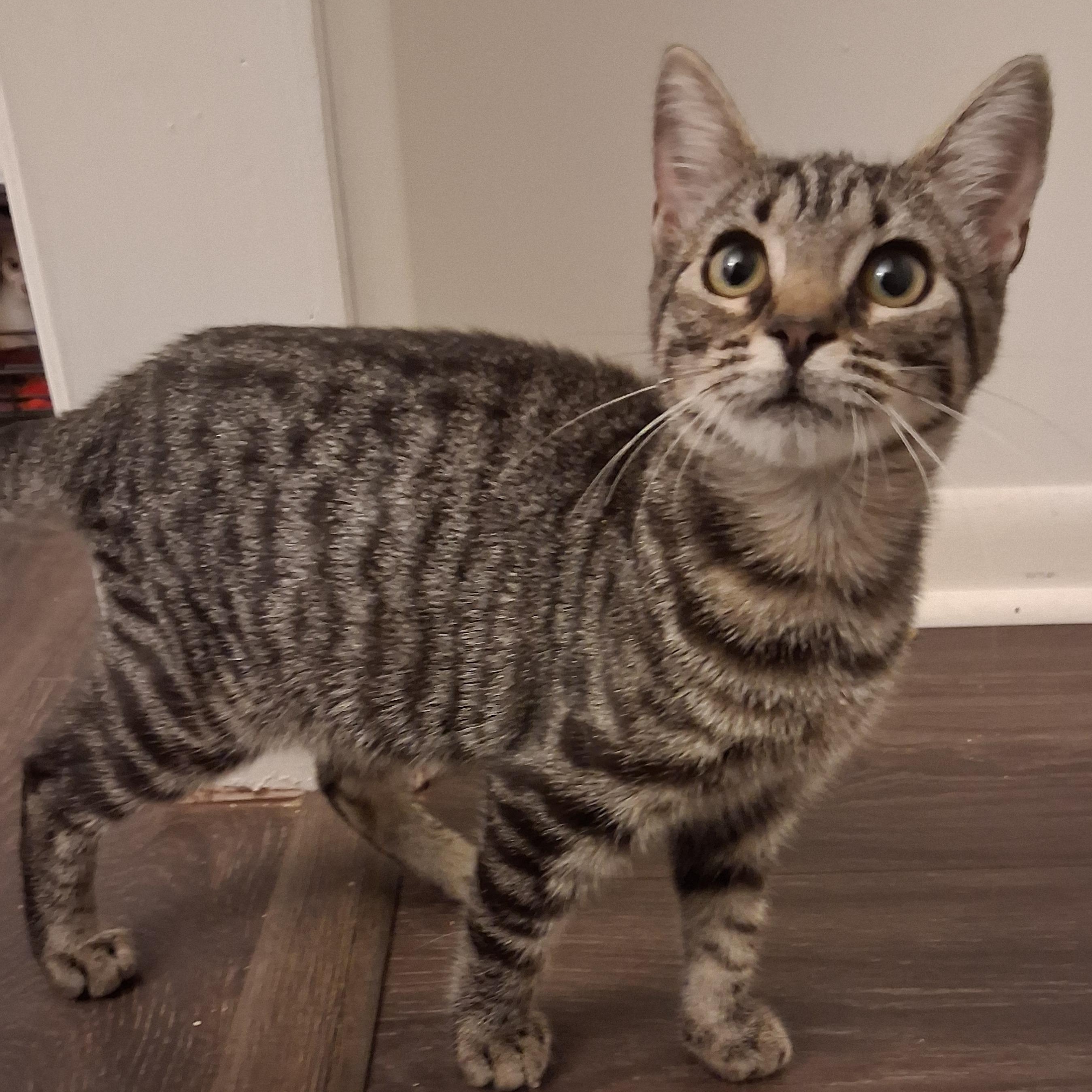 Enlarge Pixie, a Adoptable Domestic Short Hair in Beaufort, SC image 4/5