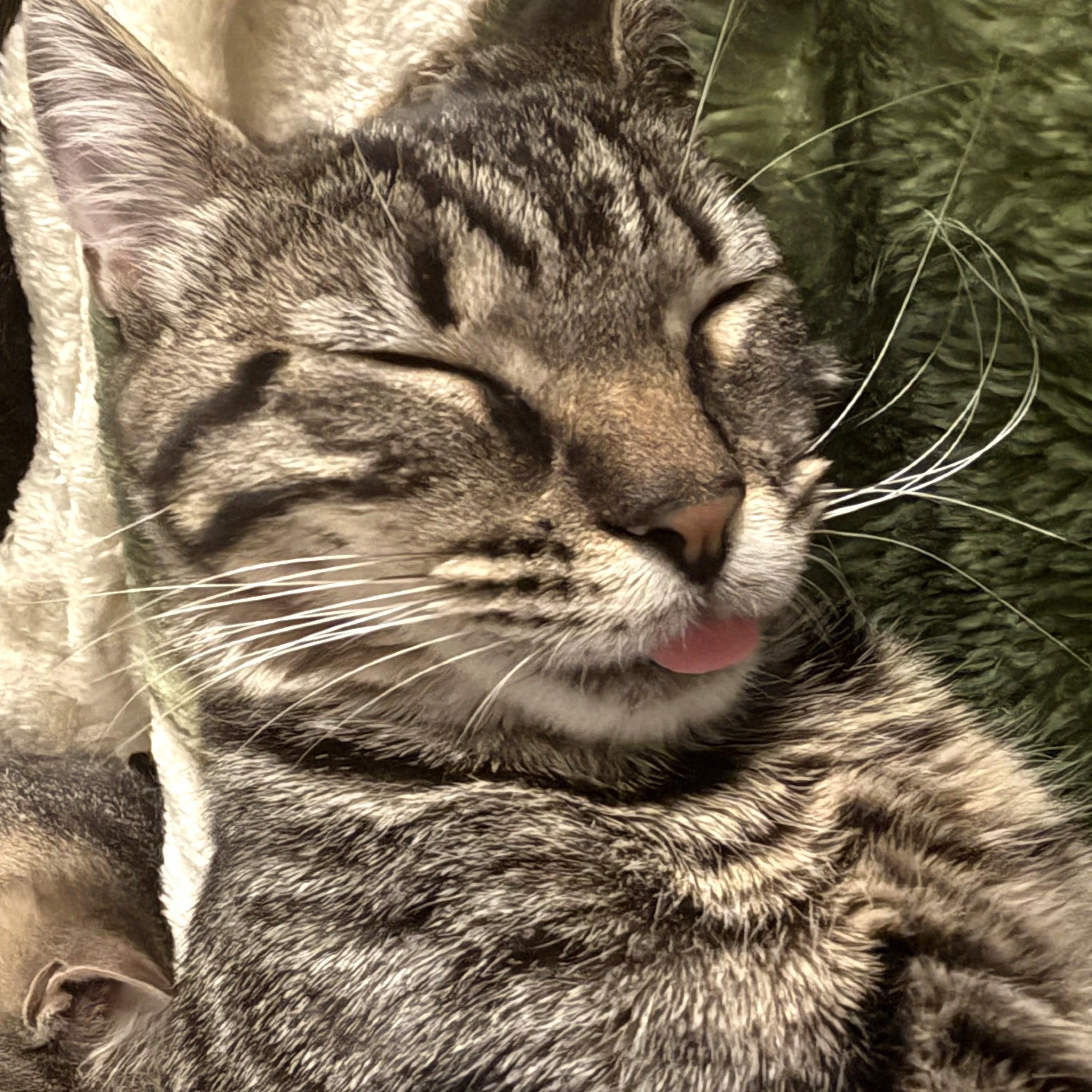 Enlarge Pixie, a Adoptable Domestic Short Hair in Beaufort, SC image 4/6