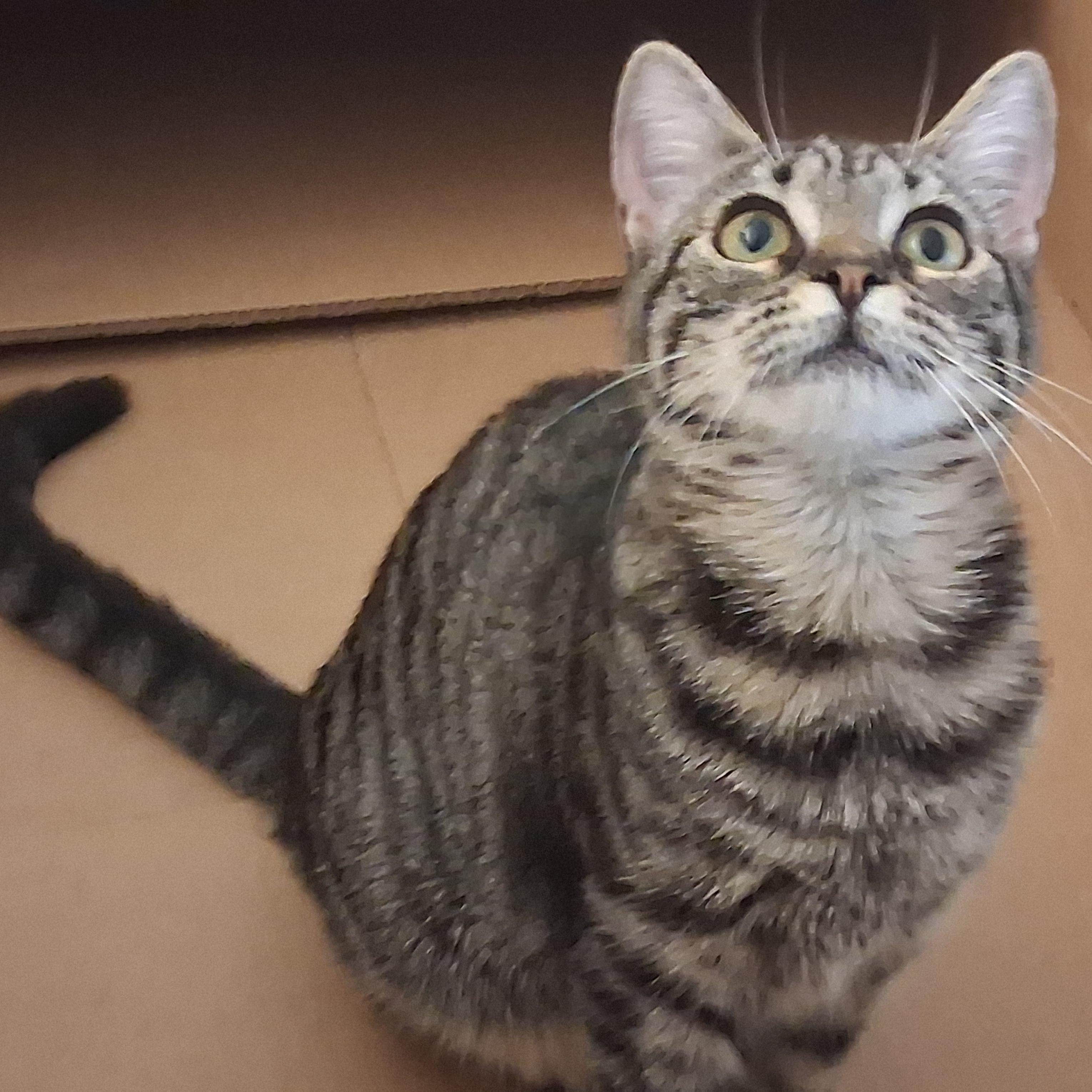 Enlarge Pixie, a Adoptable Domestic Short Hair in Beaufort, SC image 5/5