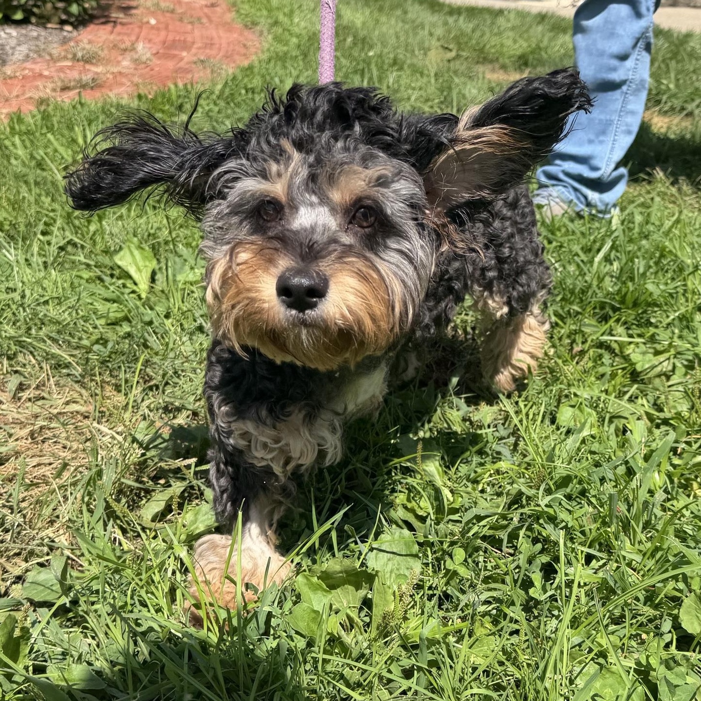 Enlarge Norman, an adopted mixed breed in Latrobe, PA image 3/3