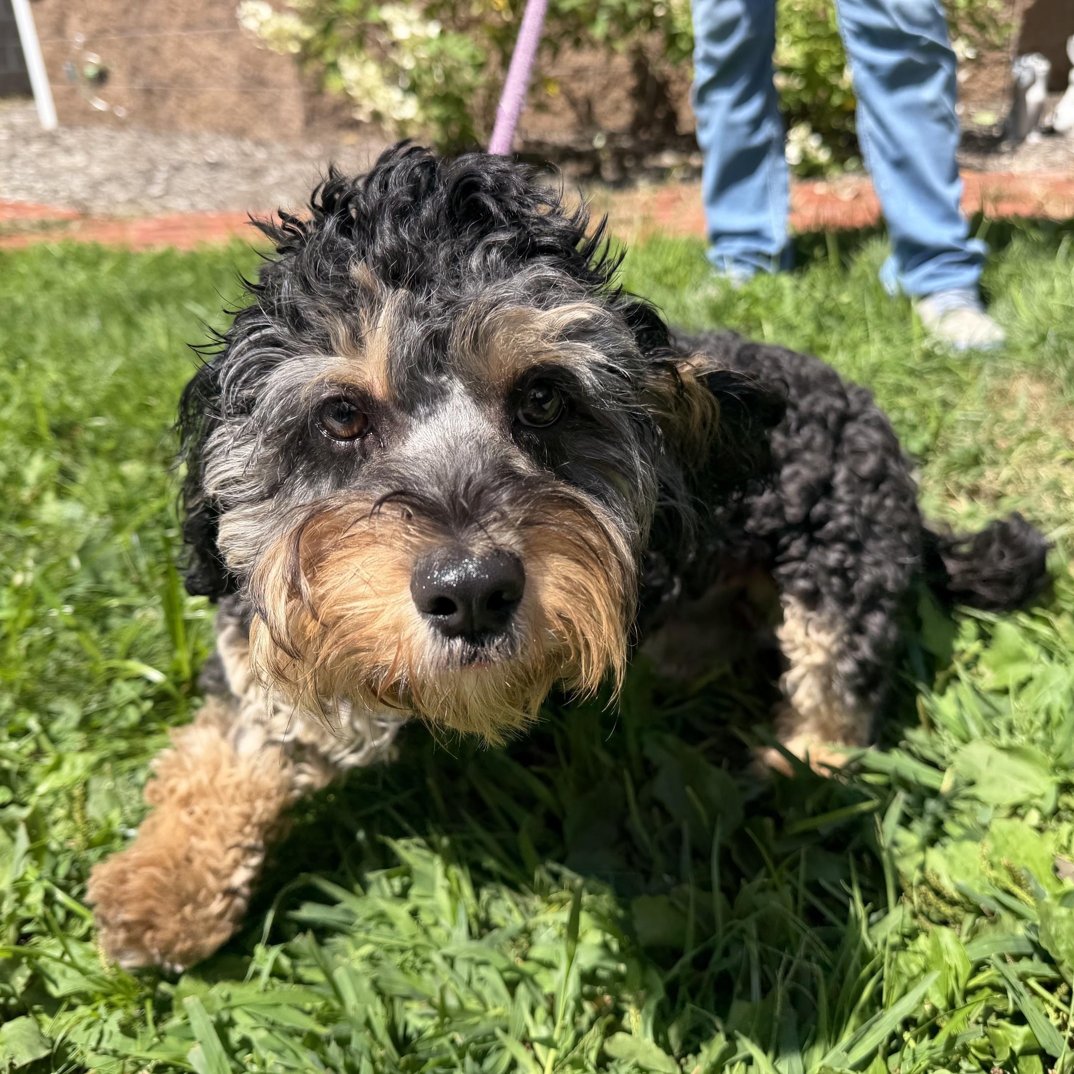 Enlarge Norman, an adopted mixed breed in Latrobe, PA image 1/3