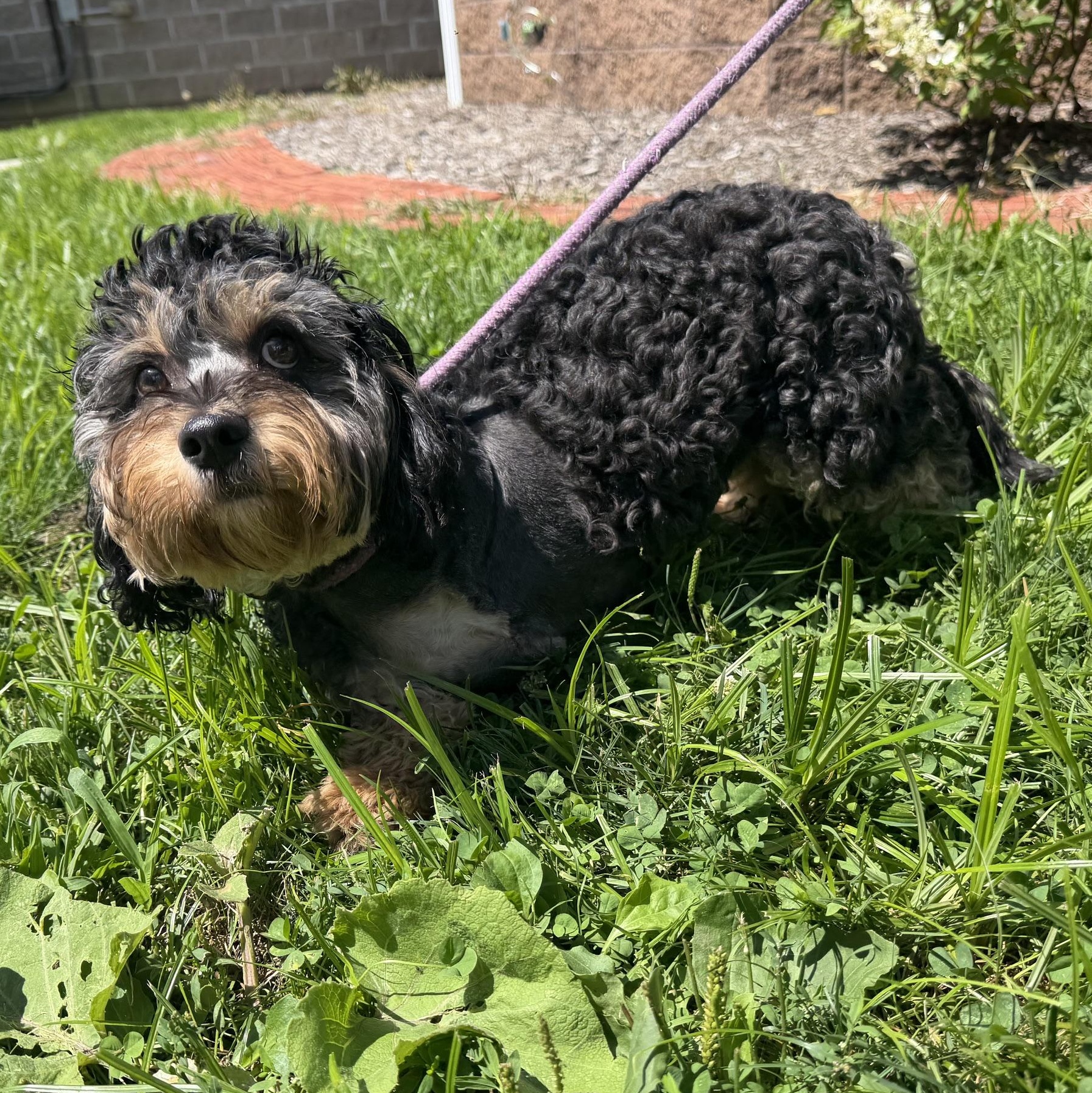 Enlarge Norman, an adopted mixed breed in Latrobe, PA image 2/3