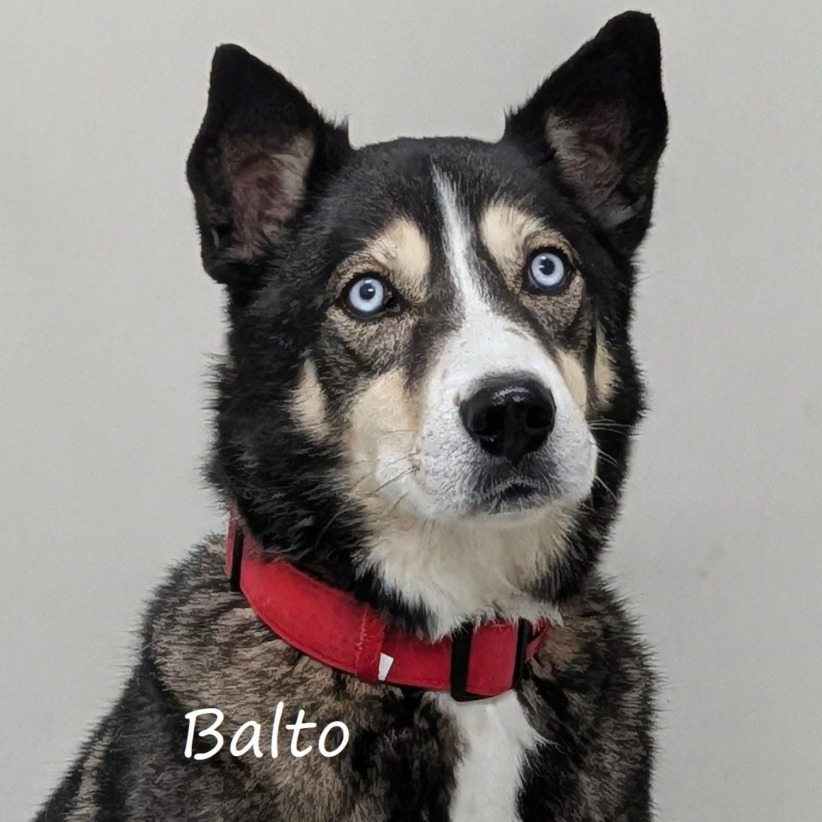 Balto, Adoptable, Adult Male Siberian Husky.
