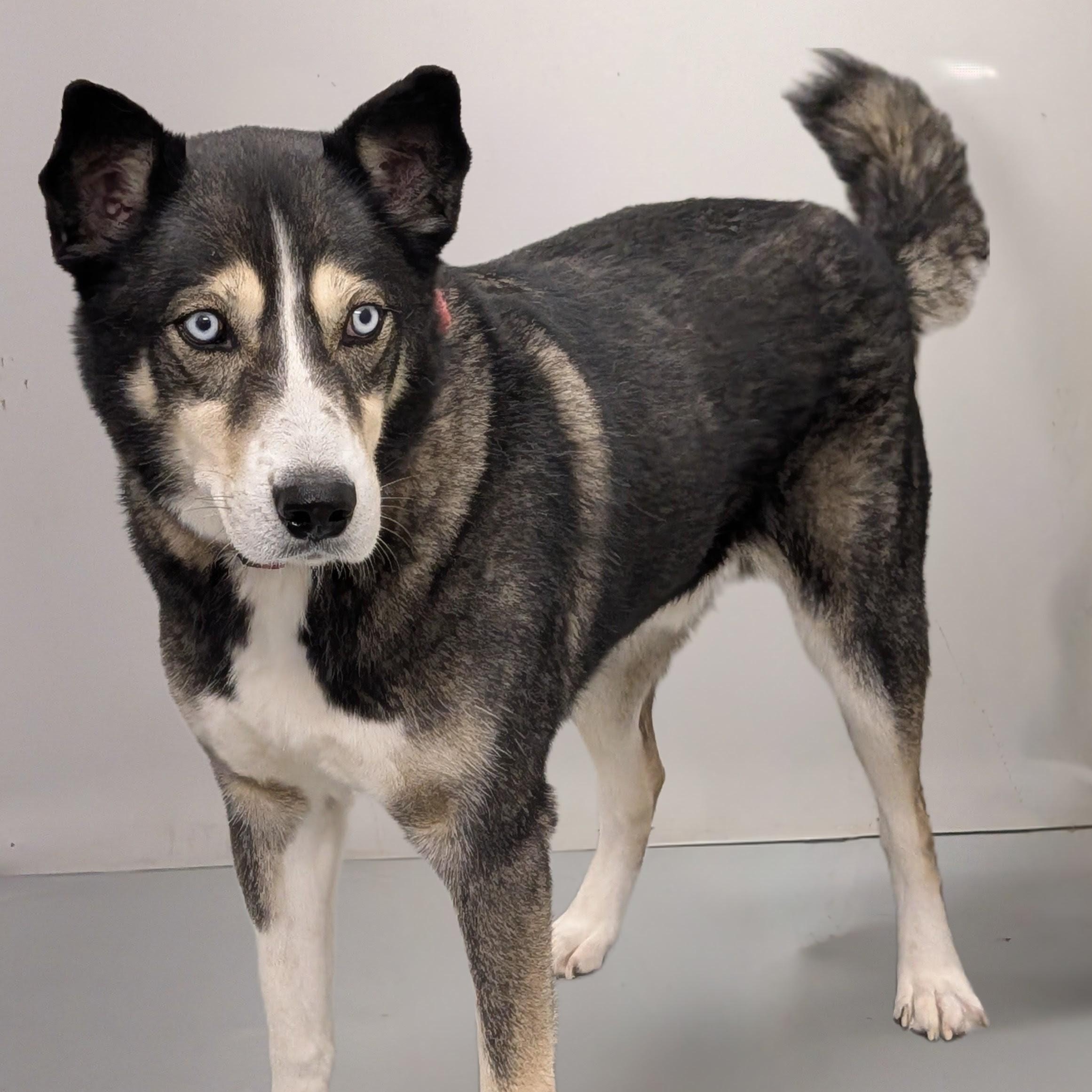 Balto, a Adoptable Siberian Husky image 3/4