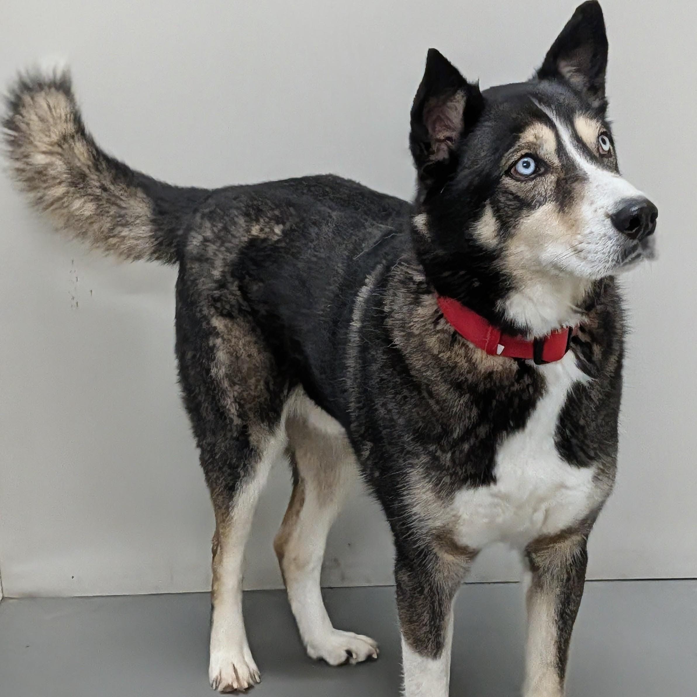 Balto, a Adoptable Siberian Husky image 4/4