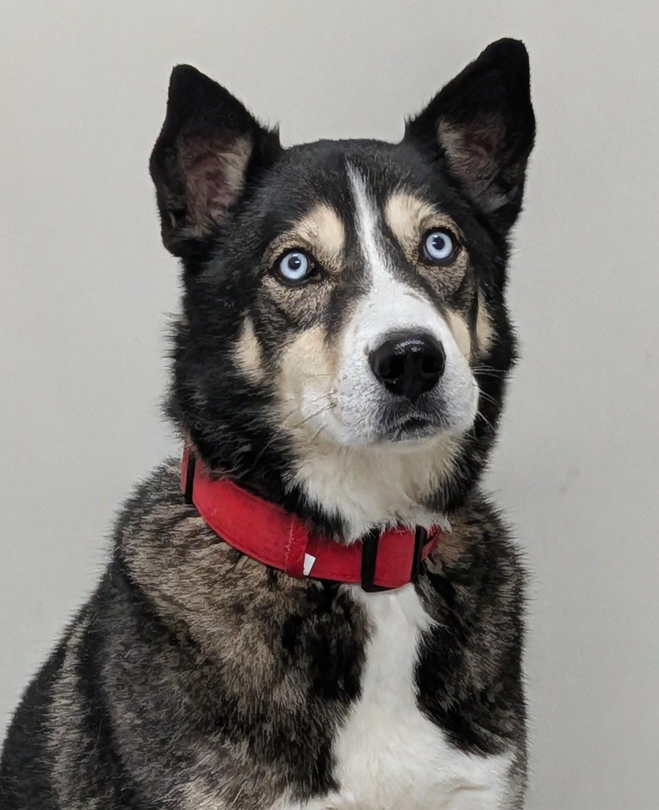 Balto, Adoptable, Adult Male Siberian Husky.