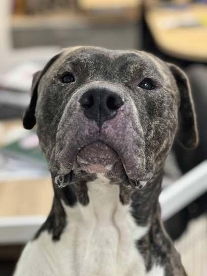 Smith, Adoptable, Senior Male Mixed Breed & Mixed Breed.