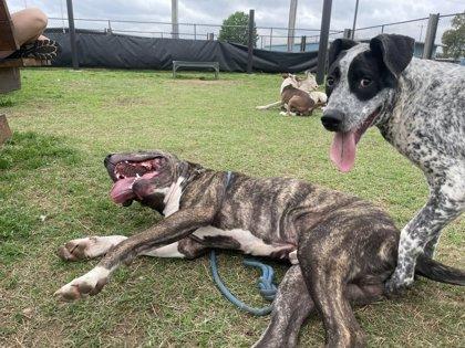 Smith, a Adoptable mixed breed in Memphis, TN image 2/3