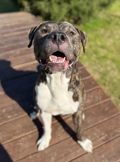 Smith, a Adoptable mixed breed in Memphis, TN image 3/3