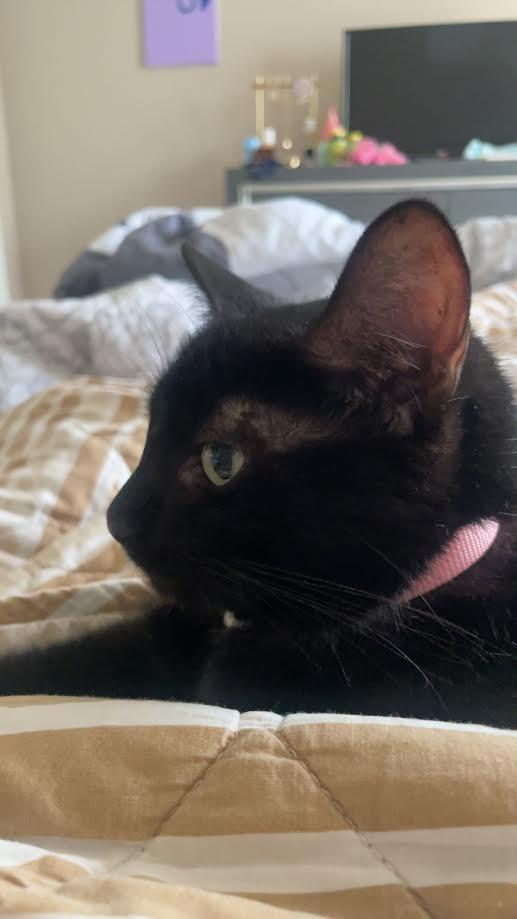 Luna, Adoptable, Adult Female Domestic Short Hair.