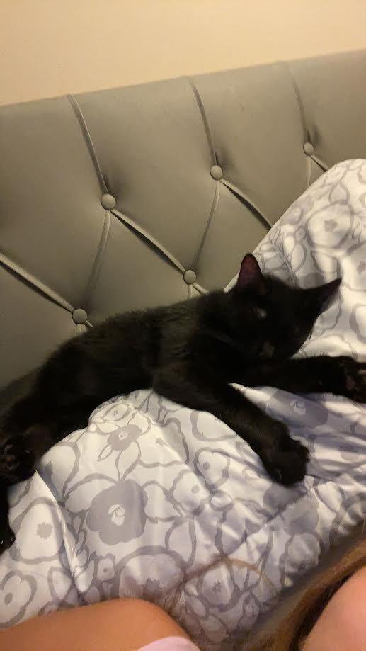 Enlarge Luna, a Adoptable mixed breed in Bloomington, IN image 2/3