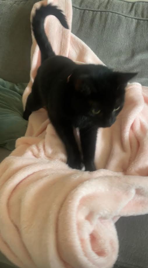 Enlarge Luna, a Adoptable mixed breed in Bloomington, IN image 3/3