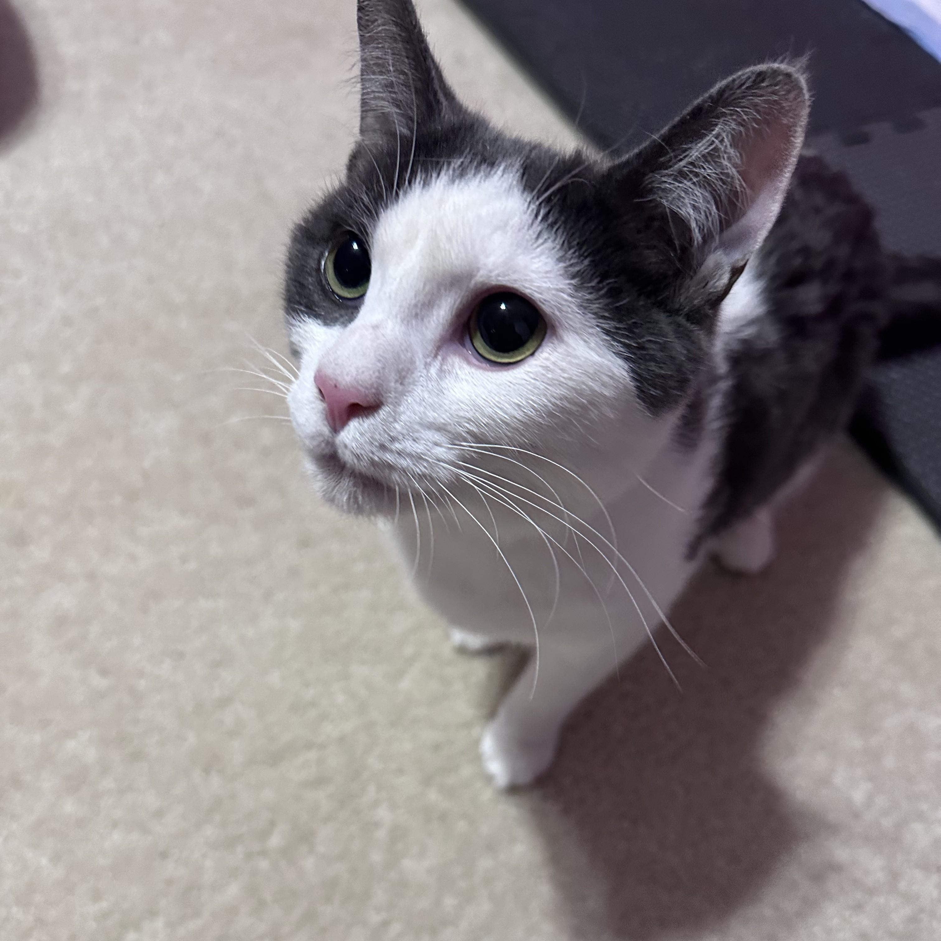 Enlarge Relish , a Adoptable mixed breed in Woodbury, NJ image 3/6