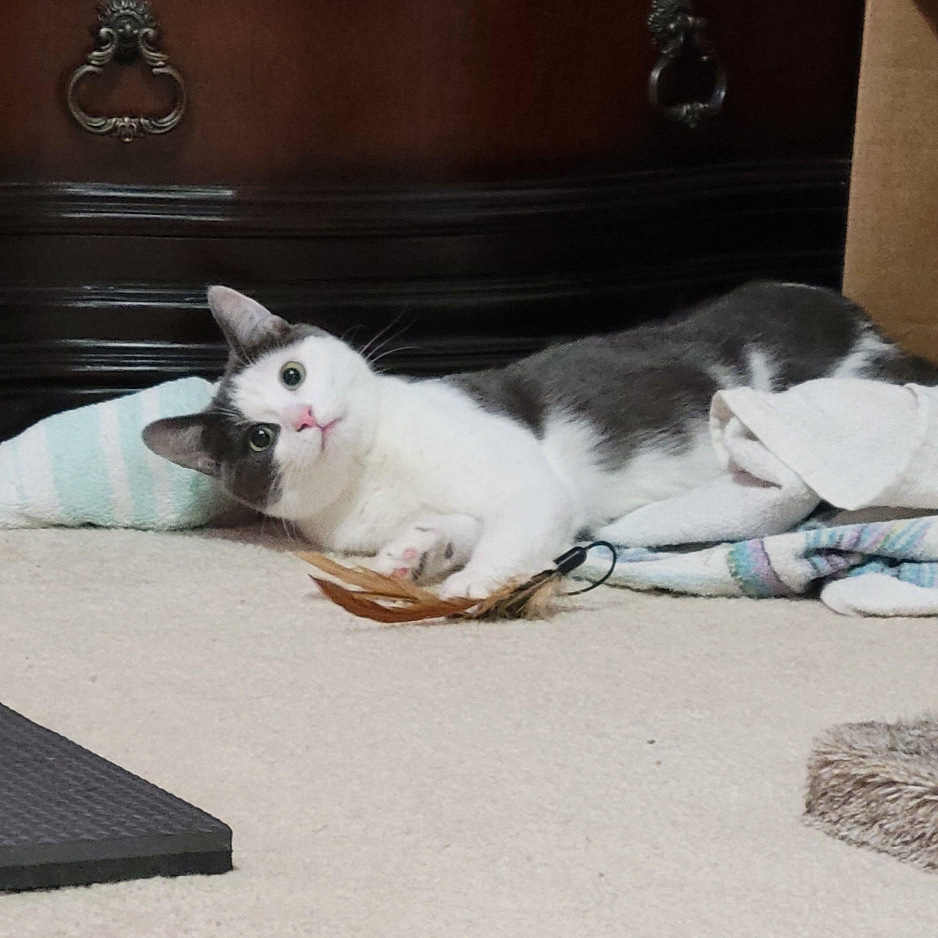 Enlarge Relish , a Adoptable mixed breed in Woodbury, NJ image 4/6