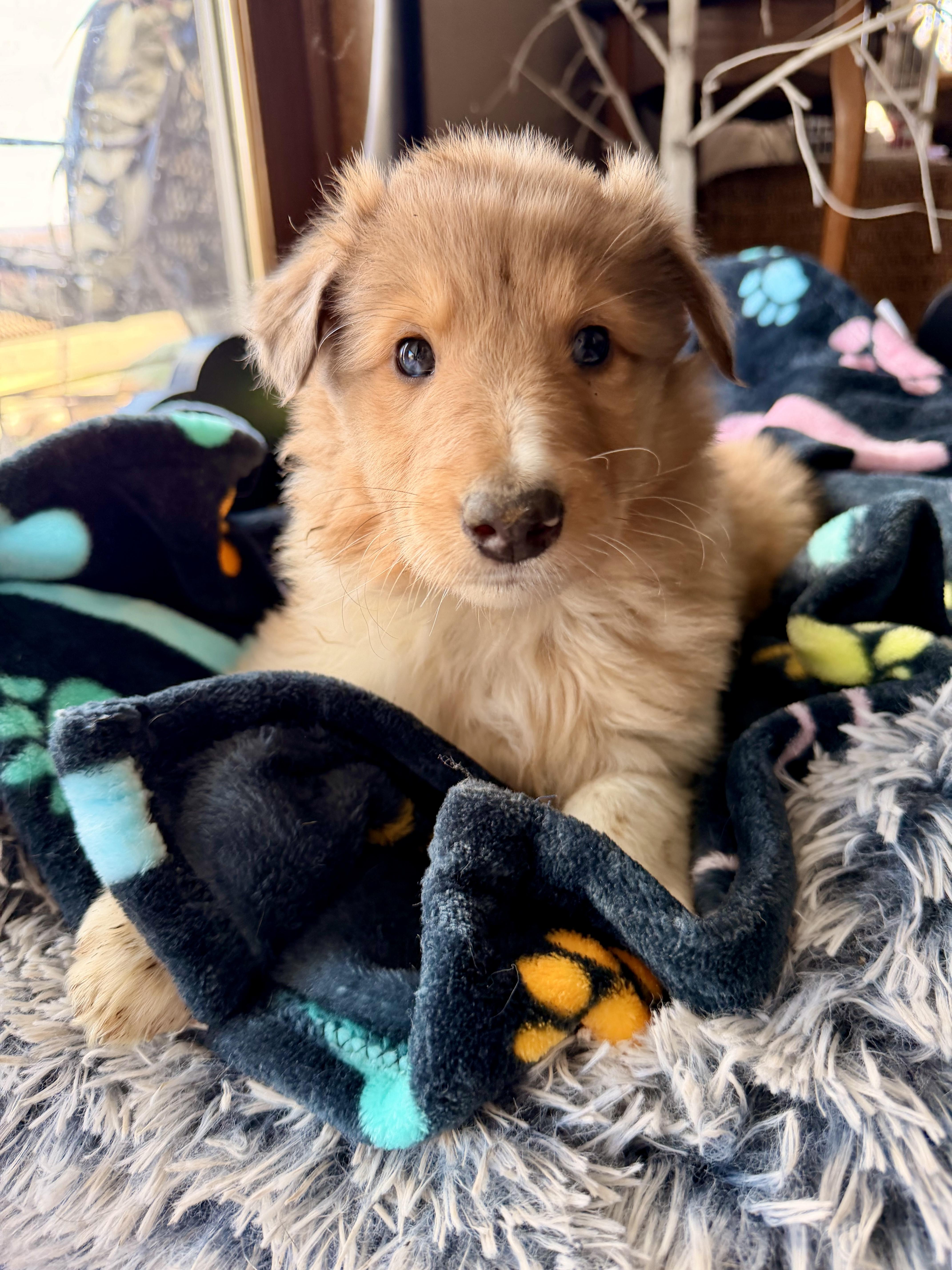 Enlarge Jasper, an adopted Rough Collie in North Freedom, WI image 1/3