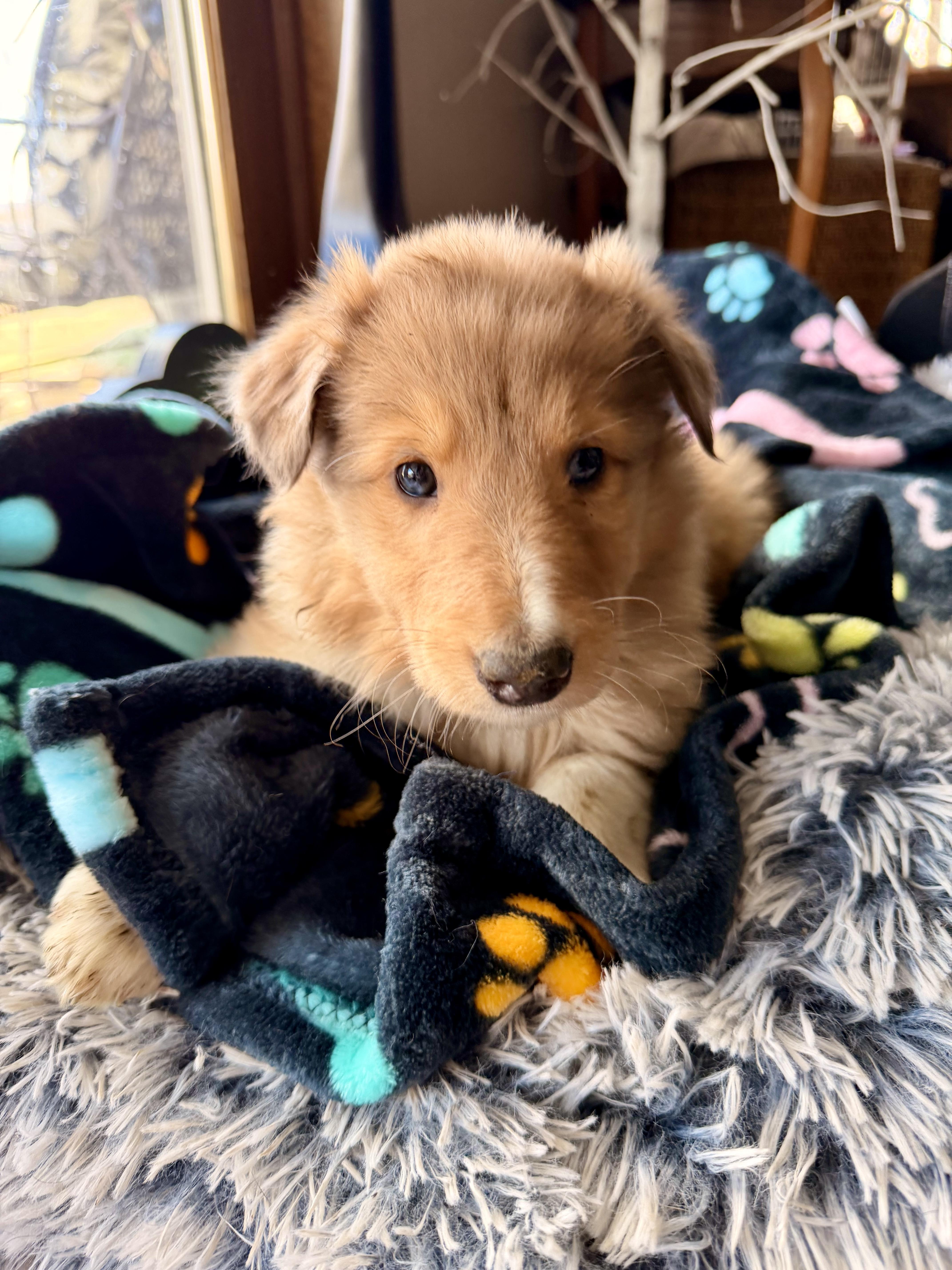 Enlarge Jasper, an adopted Rough Collie in North Freedom, WI image 2/3