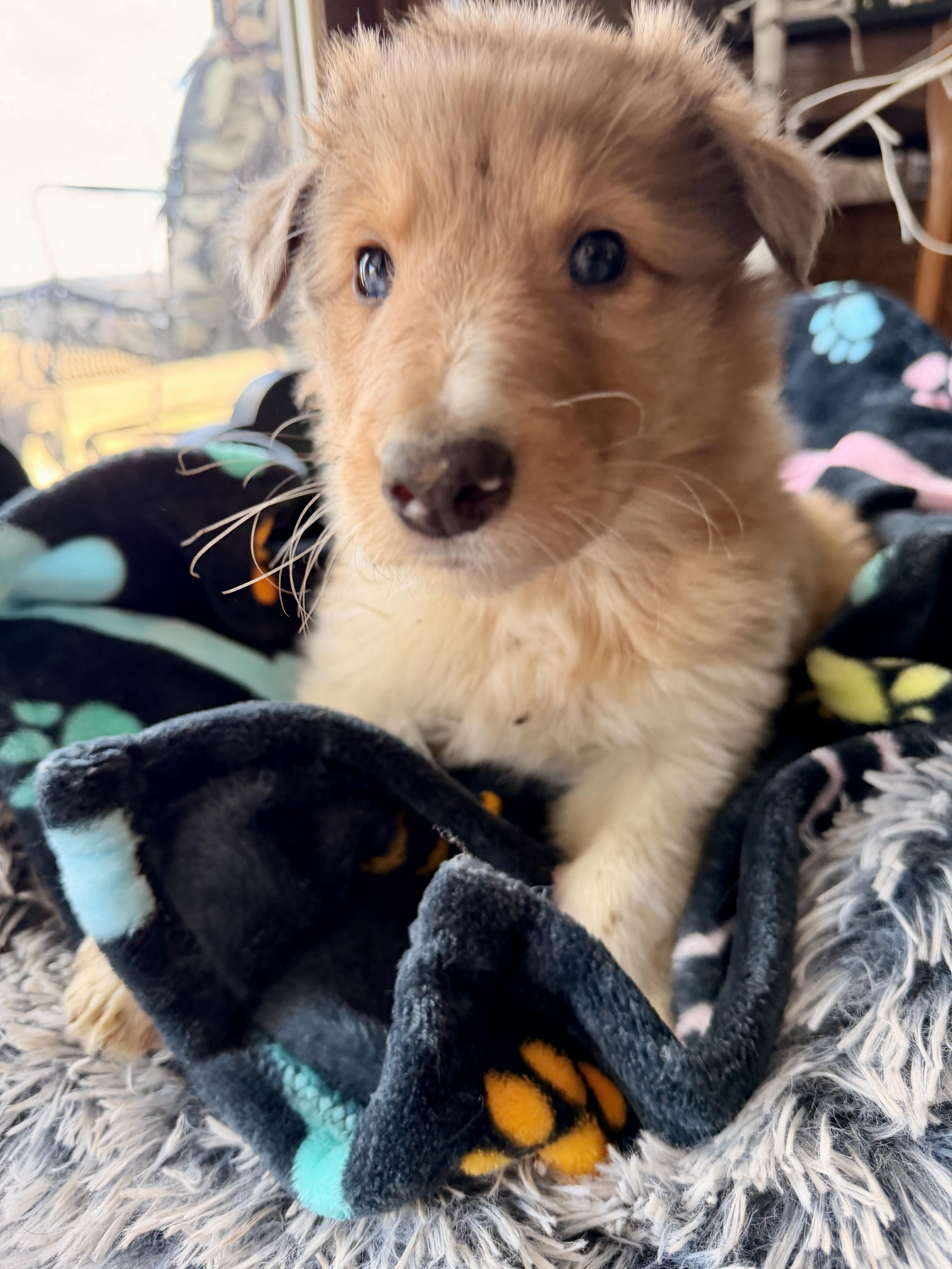Enlarge Jasper, an adopted Rough Collie in North Freedom, WI image 3/3