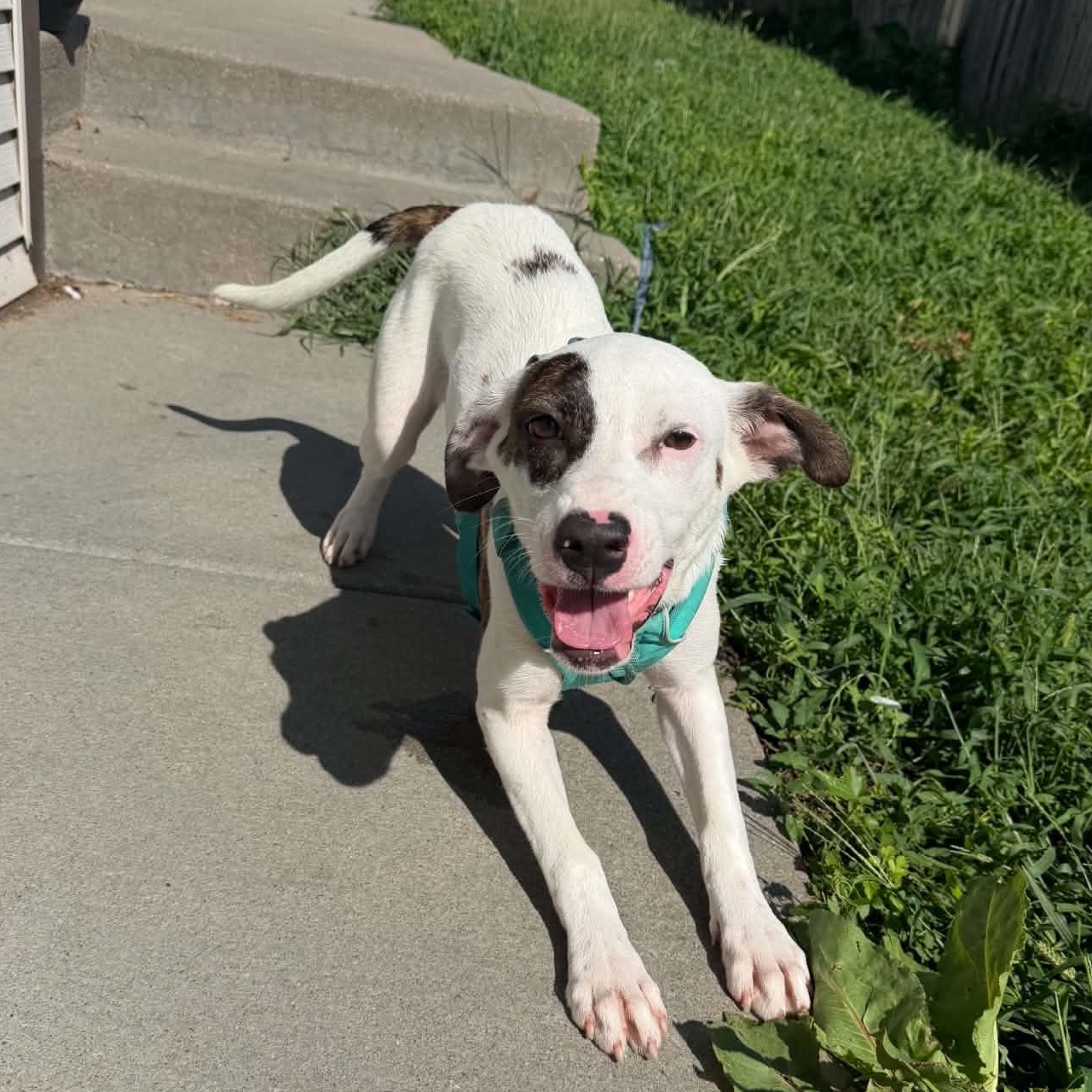 Enlarge Bella, a Adoptable mixed breed in Lincoln, NE image 3/6