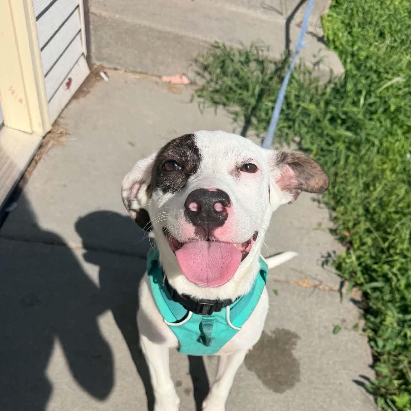 Bella, Adoptable, Puppy Female Terrier.