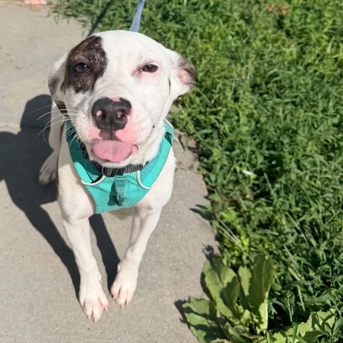Enlarge Bella, a Adoptable mixed breed in Lincoln, NE image 6/6