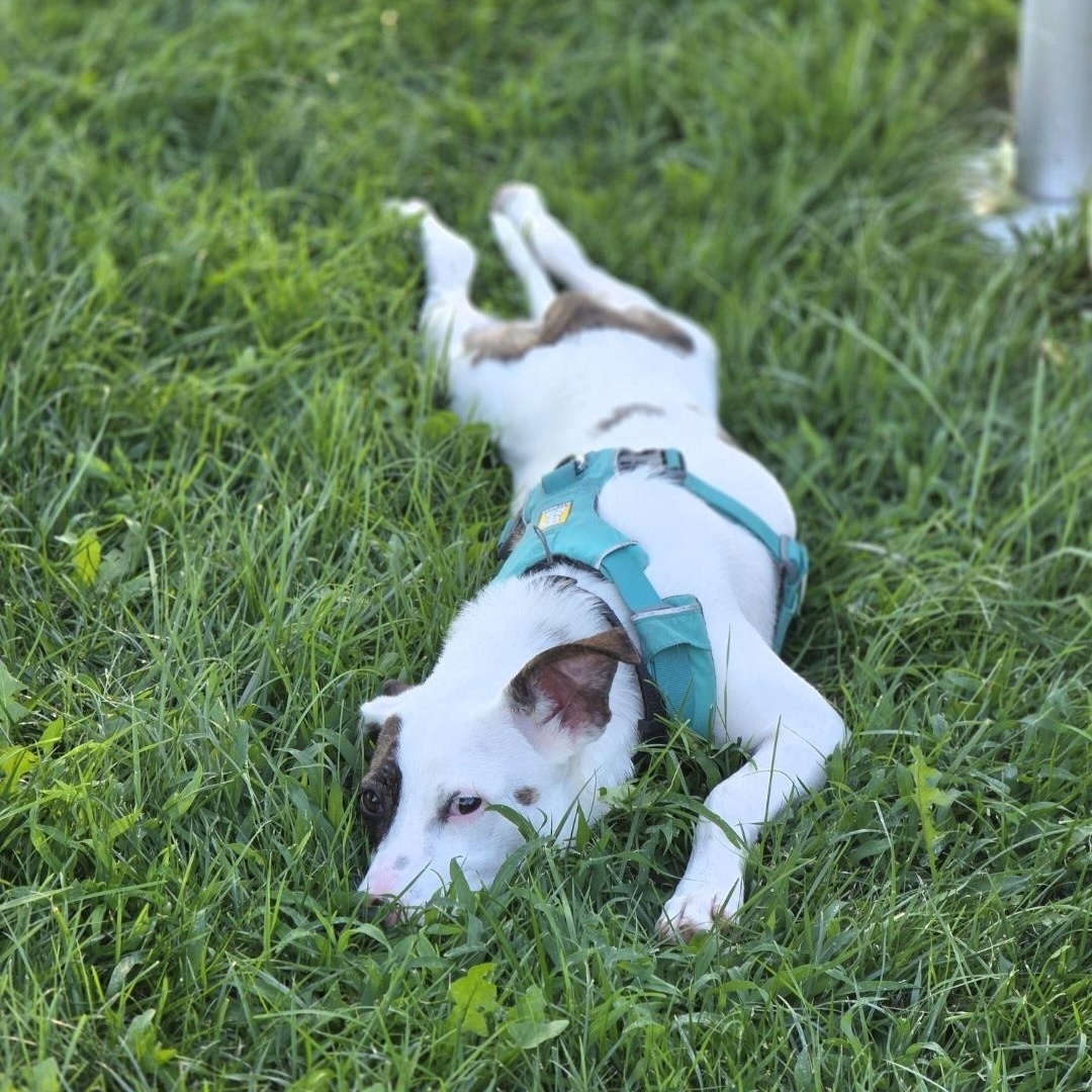 Enlarge Bella, a Adoptable mixed breed in Lincoln, NE image 4/6