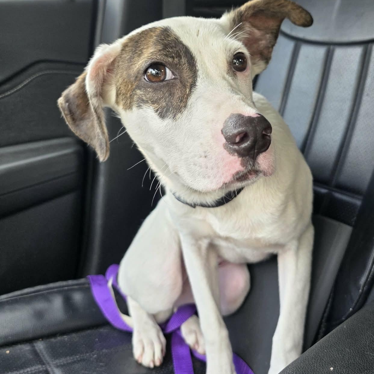 Enlarge Bella, a Adoptable mixed breed in Lincoln, NE image 5/6