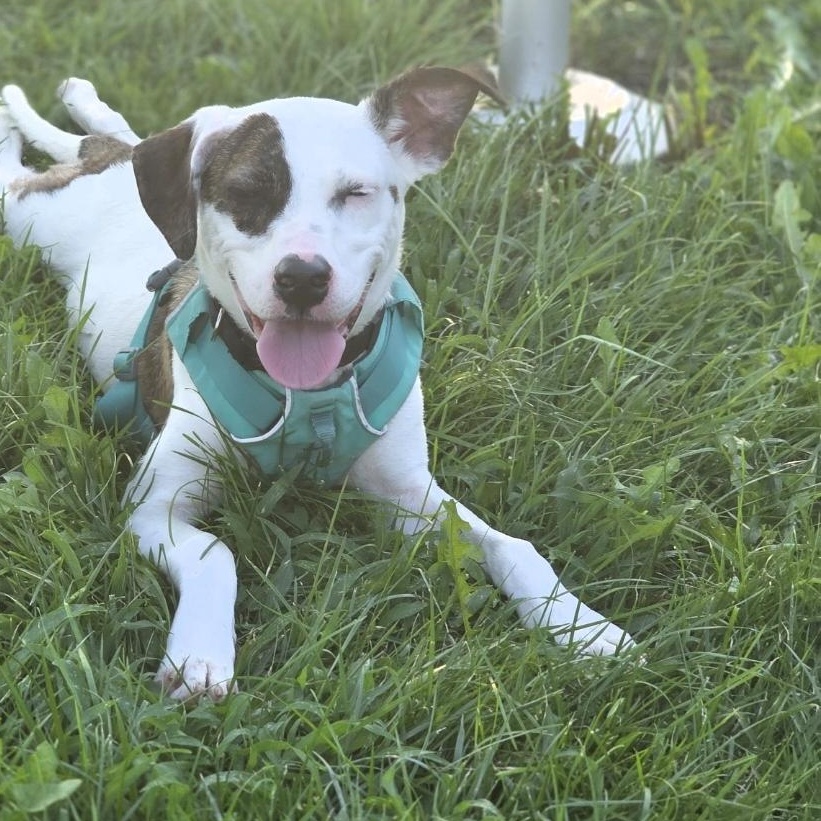 Enlarge Bella, a Adoptable mixed breed in Lincoln, NE image 2/6