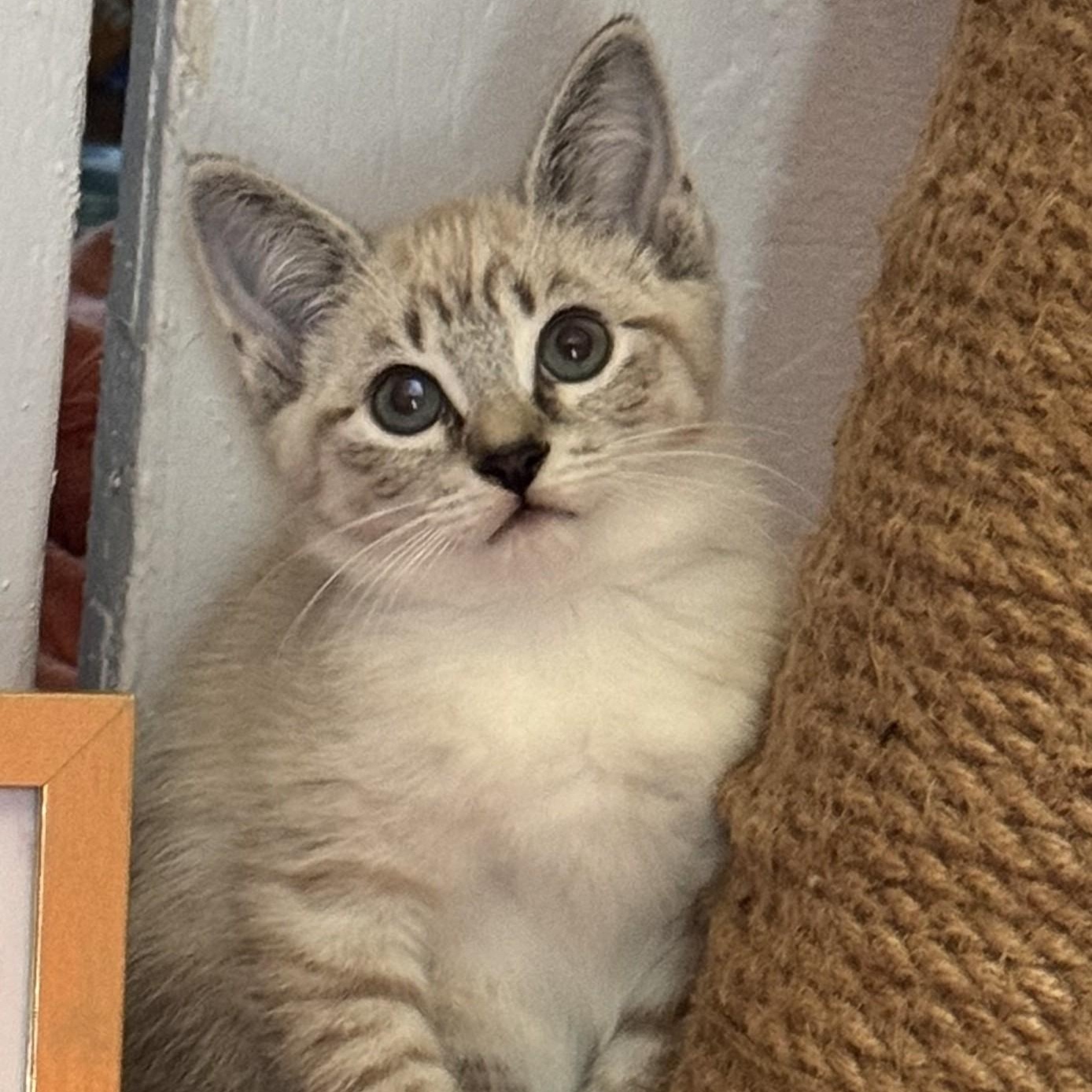 Wasabi, Adoptable, Kitten Female Domestic Short Hair.