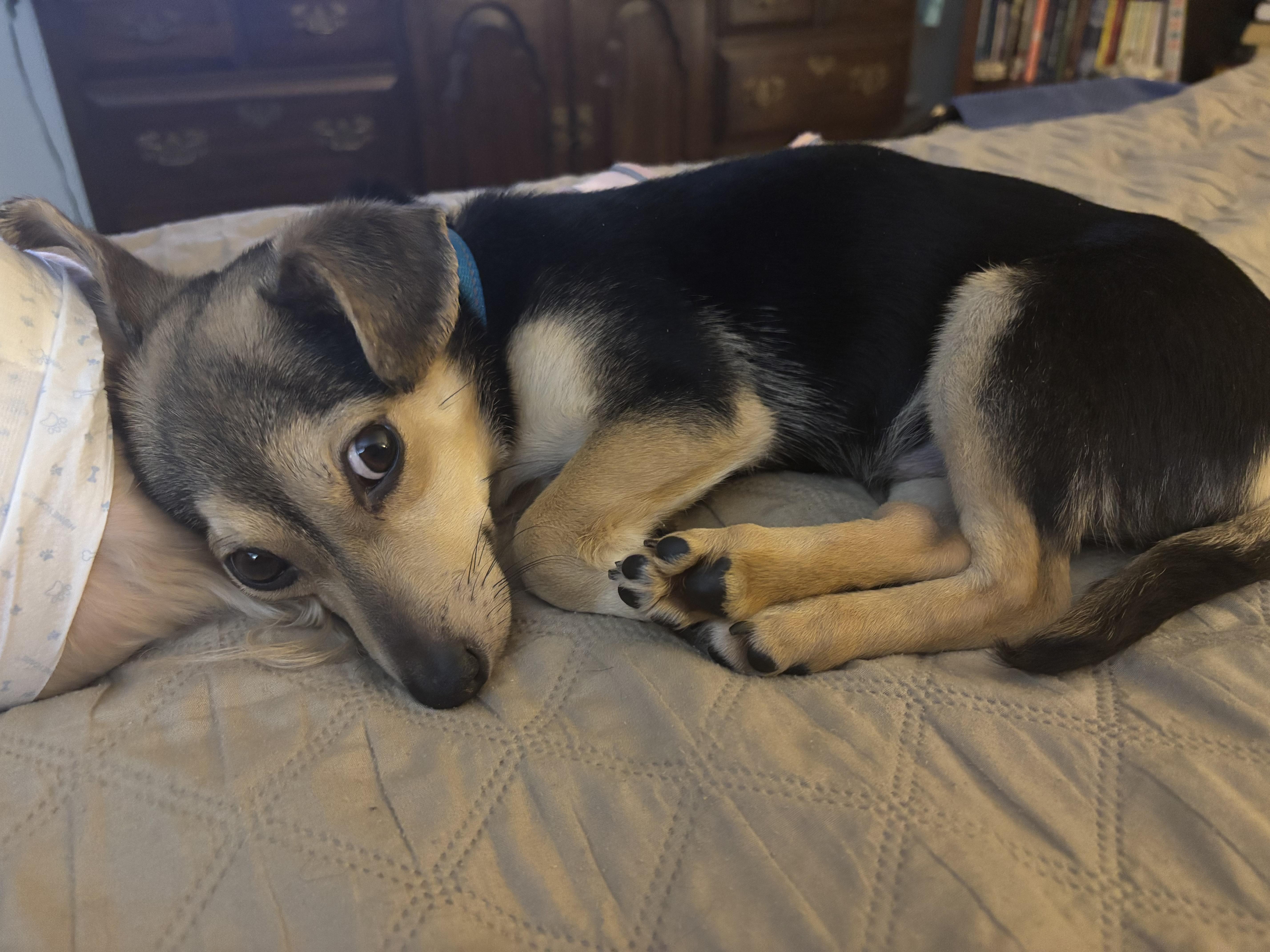 Enlarge GUS, an adopted mixed breed in Brattleboro, VT image 1/4