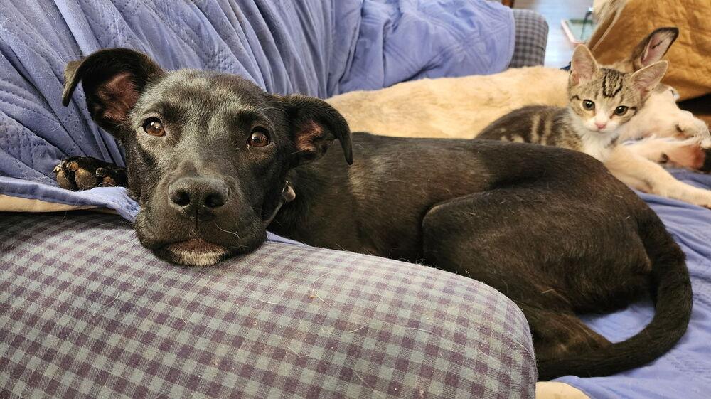 Gravy, Adoptable, Young Male Labrador Retriever & Mixed Breed.