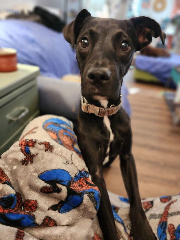 Gravy, a Adoptable mixed breed in Powder Springs, GA image 2/3