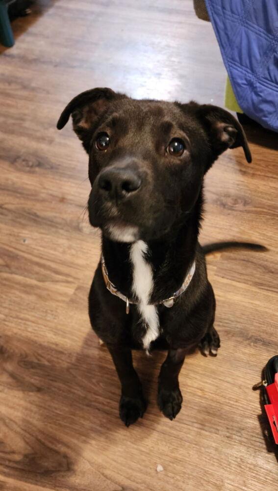 Gravy, a Adoptable mixed breed in Powder Springs, GA image 3/3