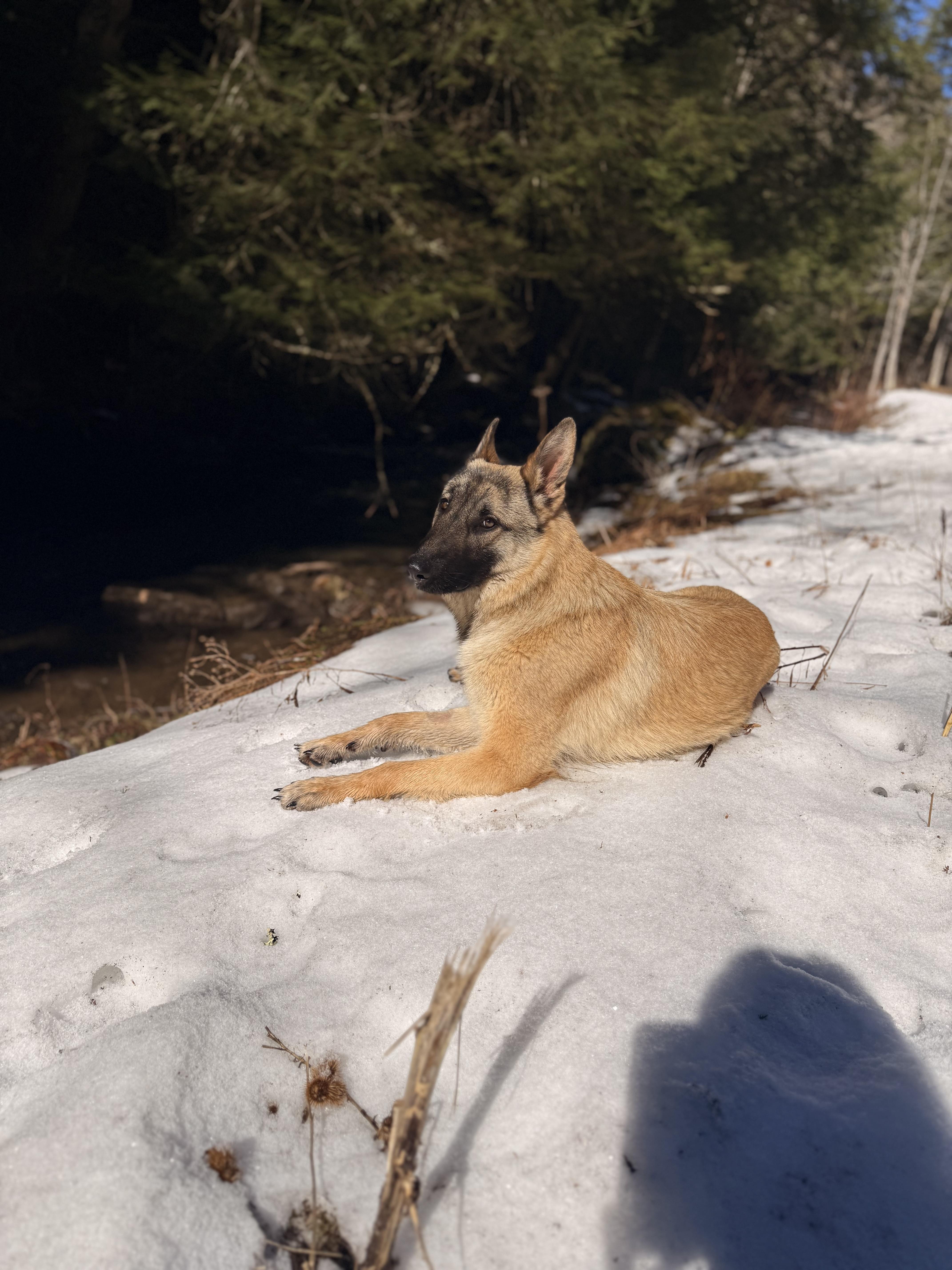 Enlarge Takanni, an adopted German Shepherd Dog in Milford, NY image 2/4