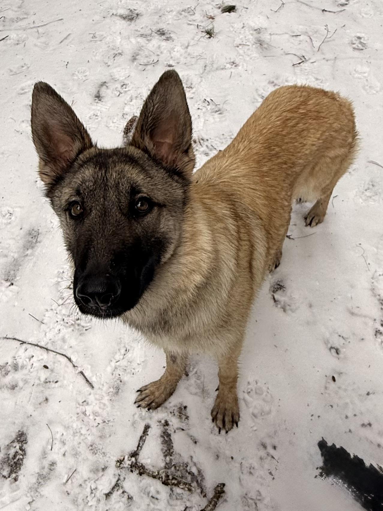 Enlarge Takanni, an adopted German Shepherd Dog in Milford, NY image 4/4