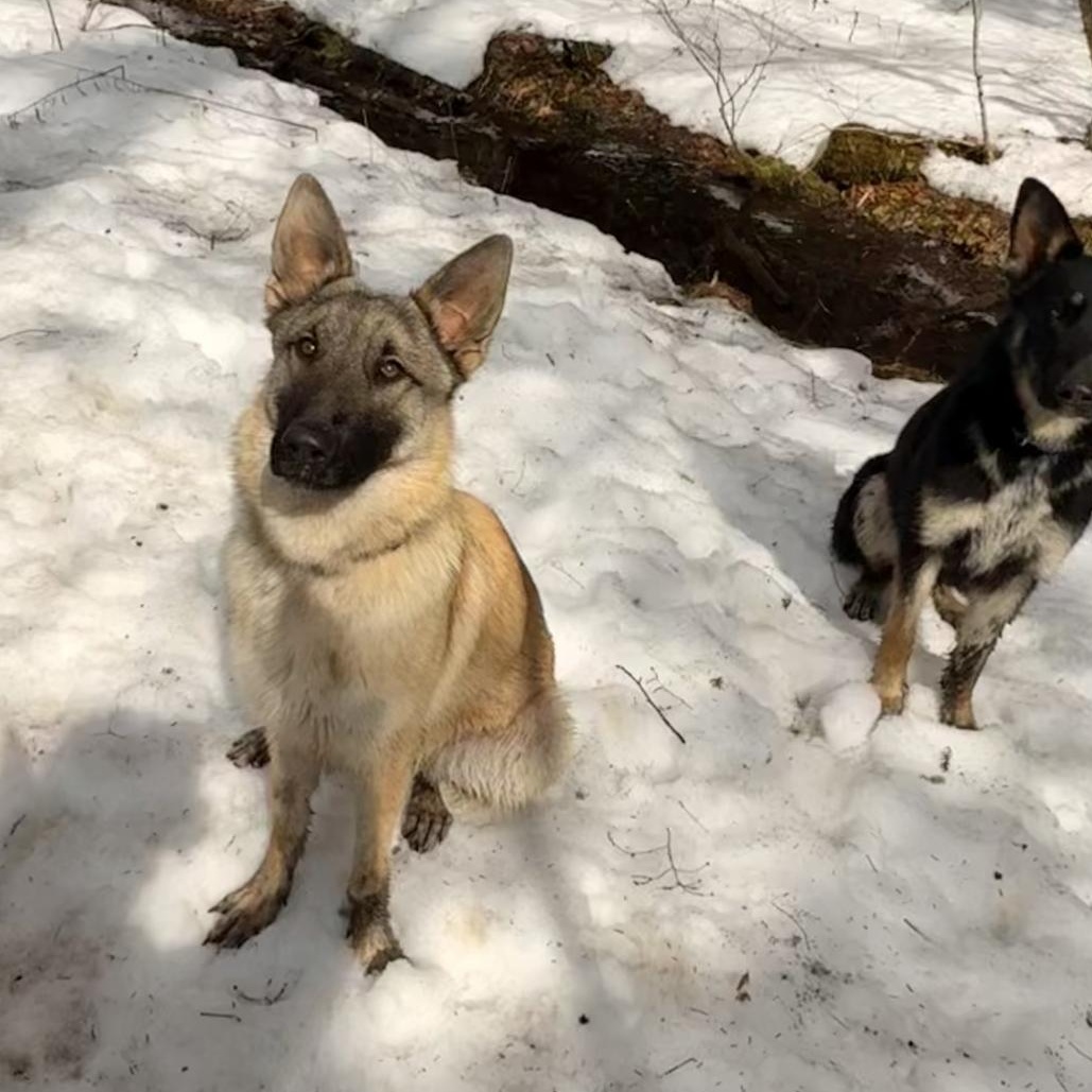 Enlarge Takanni, an adopted German Shepherd Dog in Milford, NY image 3/4