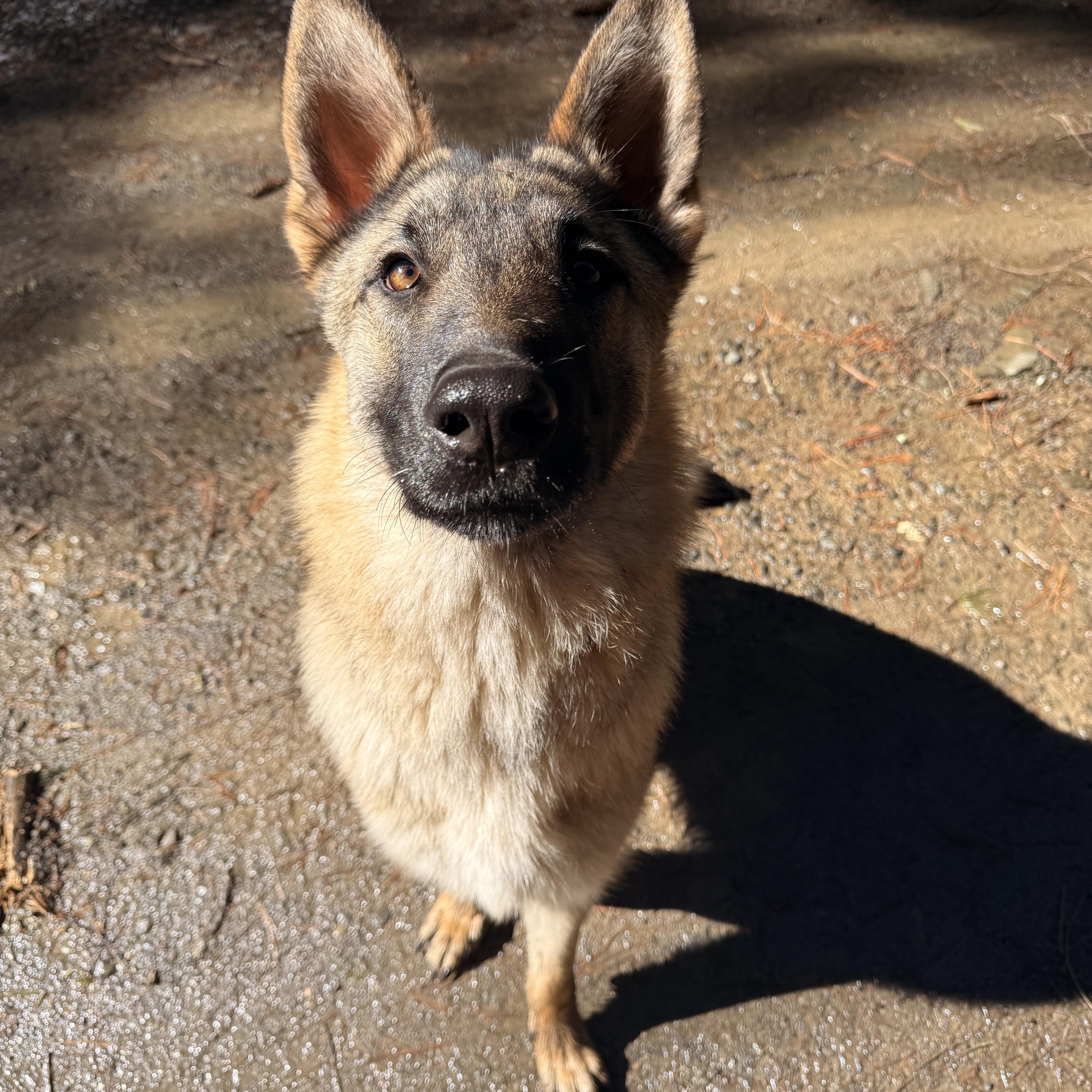 Enlarge Takanni, an adopted German Shepherd Dog in Milford, NY image 1/4