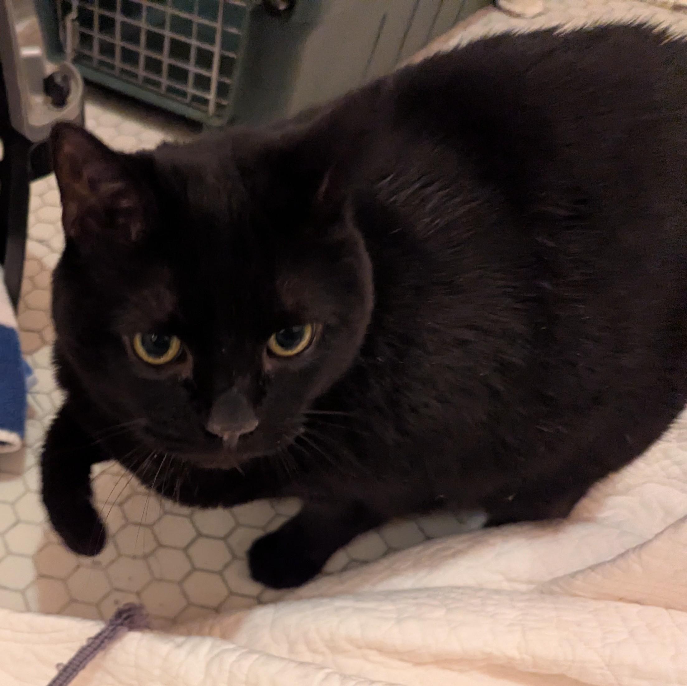 Enlarge Bella, a Adoptable Domestic Short Hair in Livonia, MI image 5/6