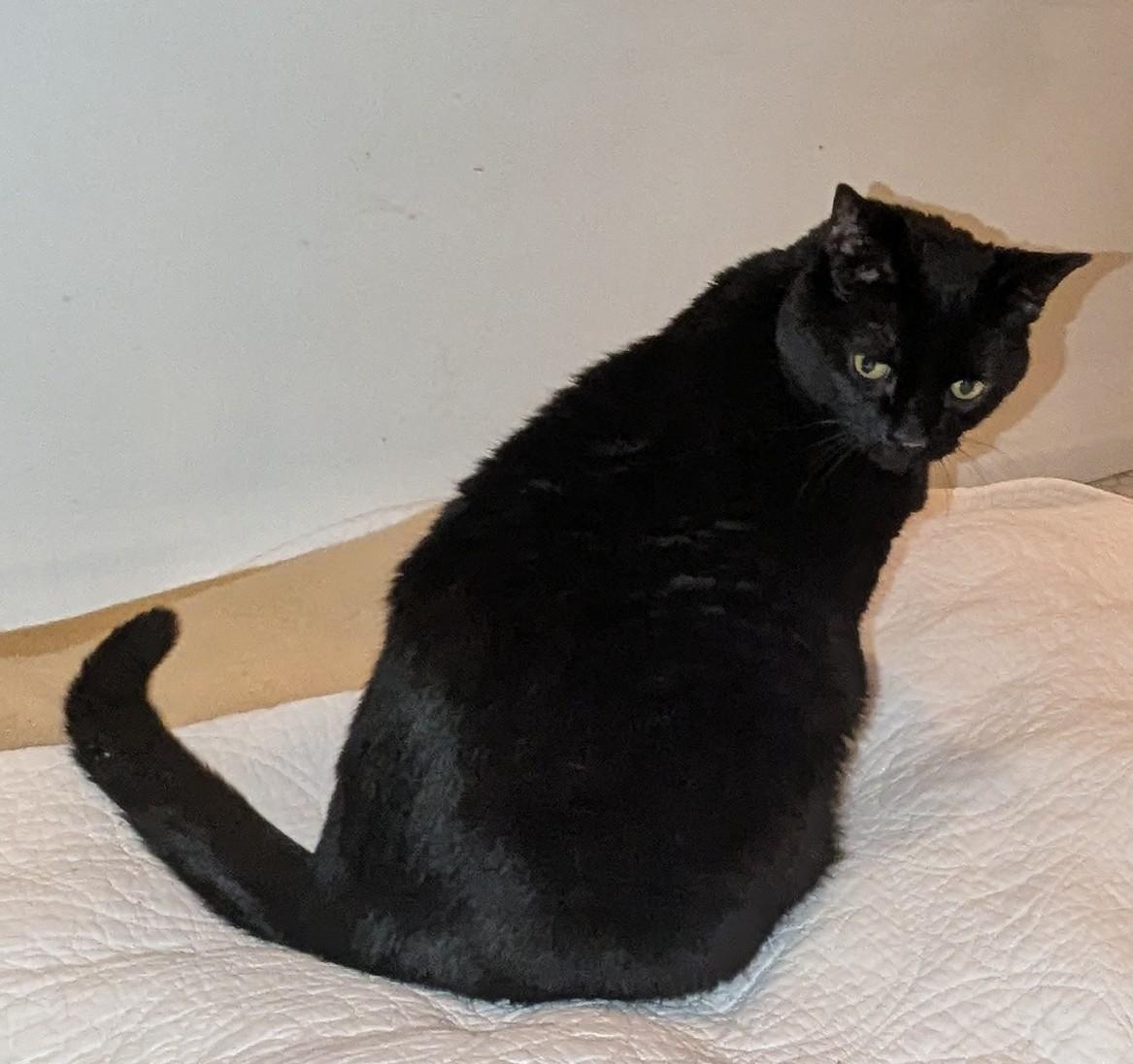 Enlarge Bella, a Adoptable Domestic Short Hair in Livonia, MI image 4/6