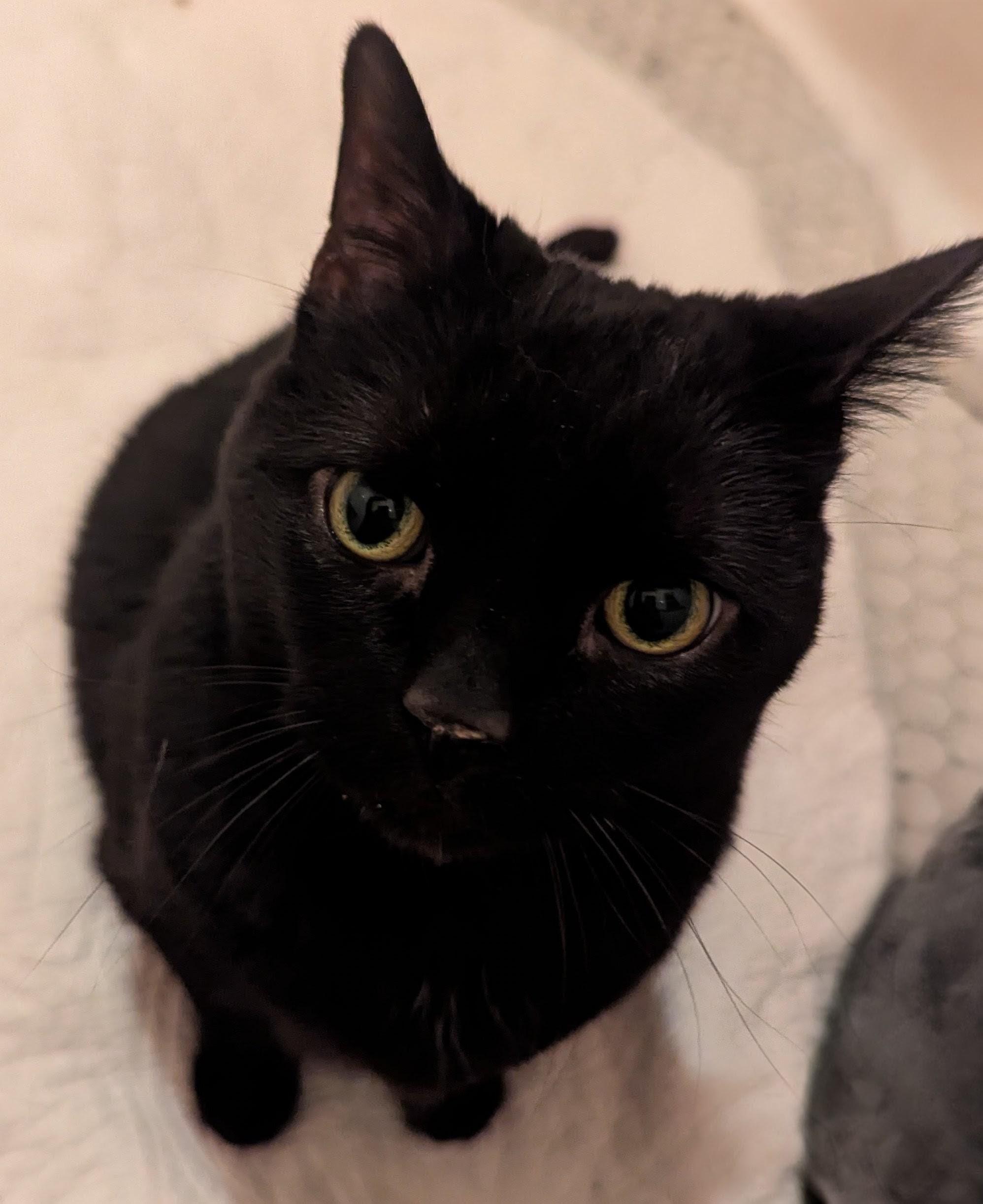 Enlarge Bella, a Adoptable Domestic Short Hair in Livonia, MI image 1/6